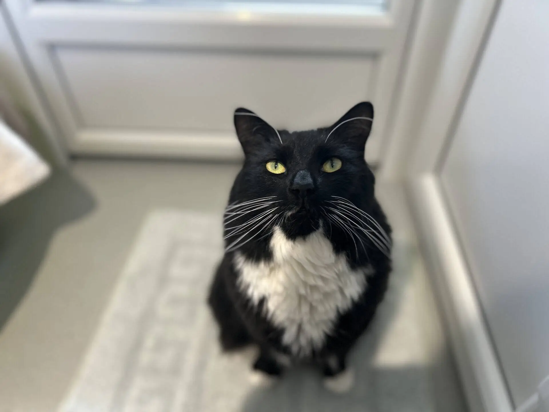A black and white cat with yellow eyes sits on a light-coloured rug, looking up at the camera inside a bright room with white walls and a door in the background.