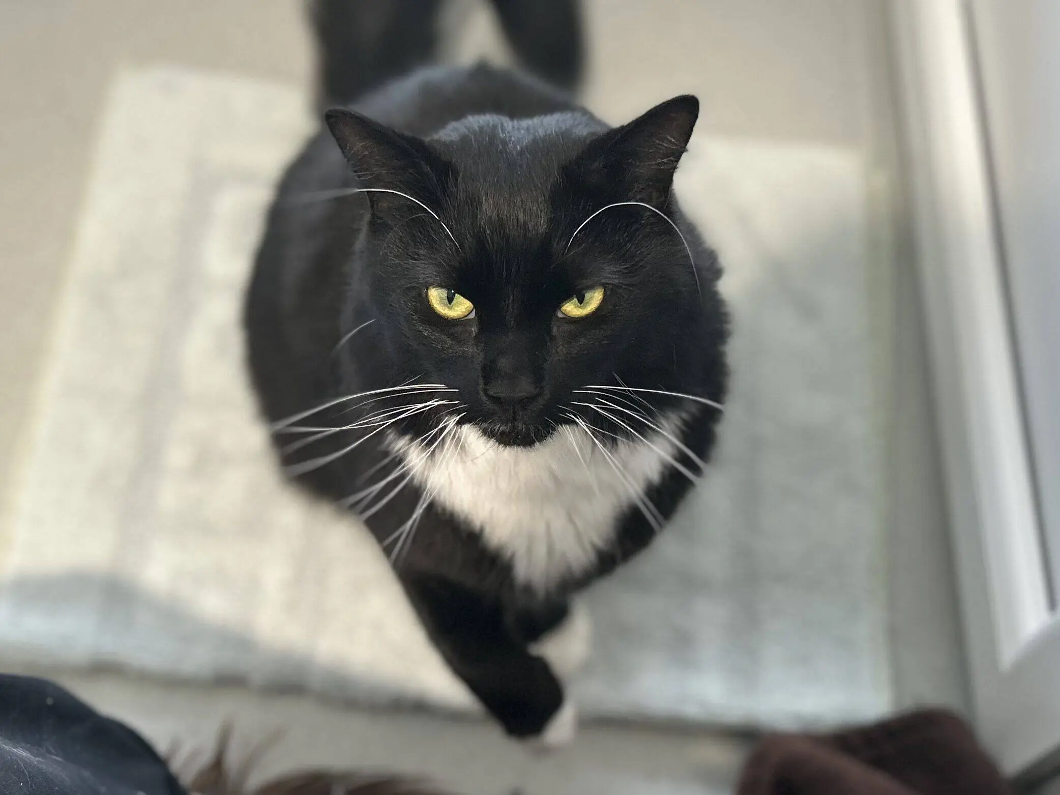 A black and white cat with striking yellow eyes sits on a light-coloured mat, looking up towards the camera with a serious expression.