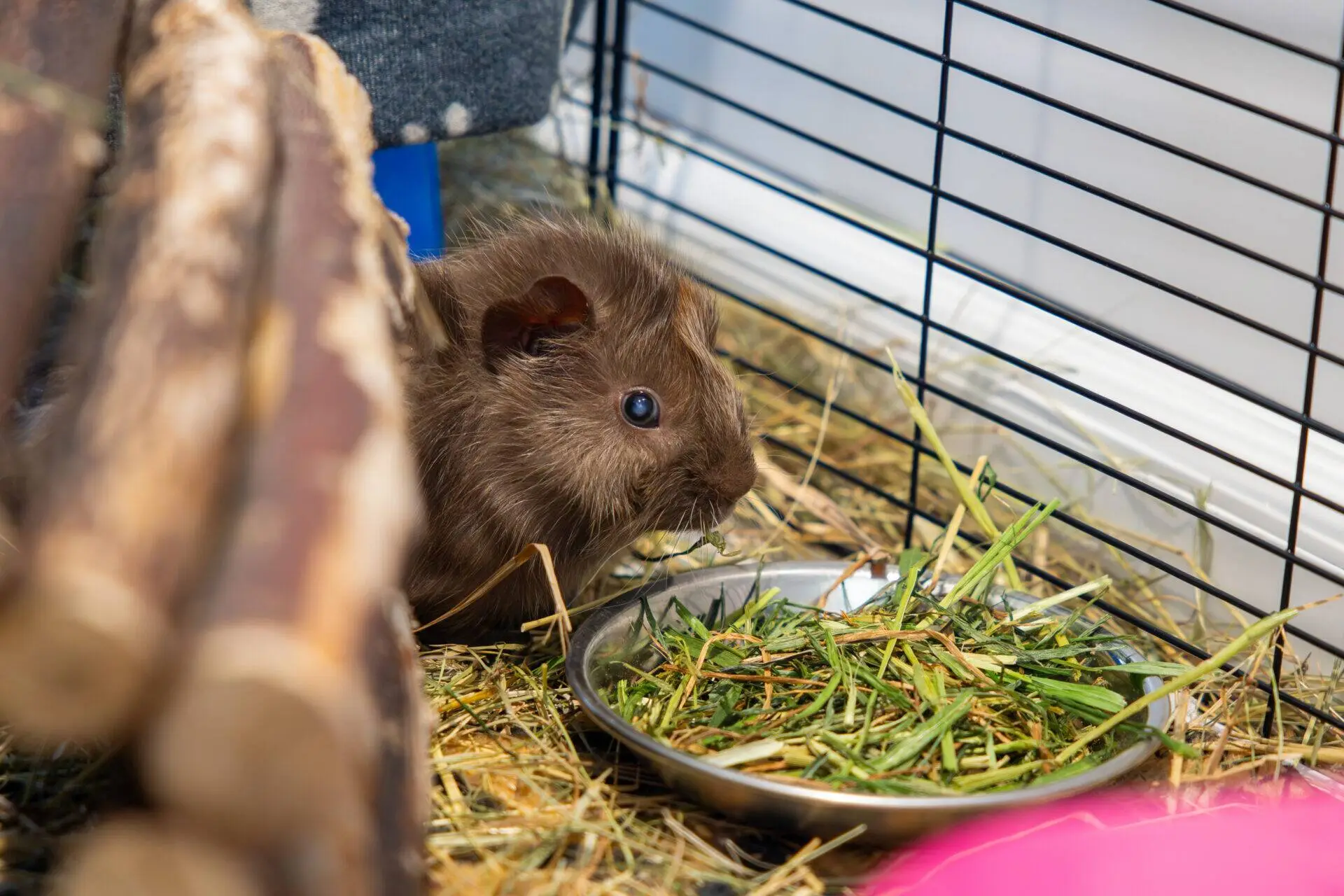 A brown guinea pig sits eating dried forage from a dish. There are wooden sticks and scattered hay around it.