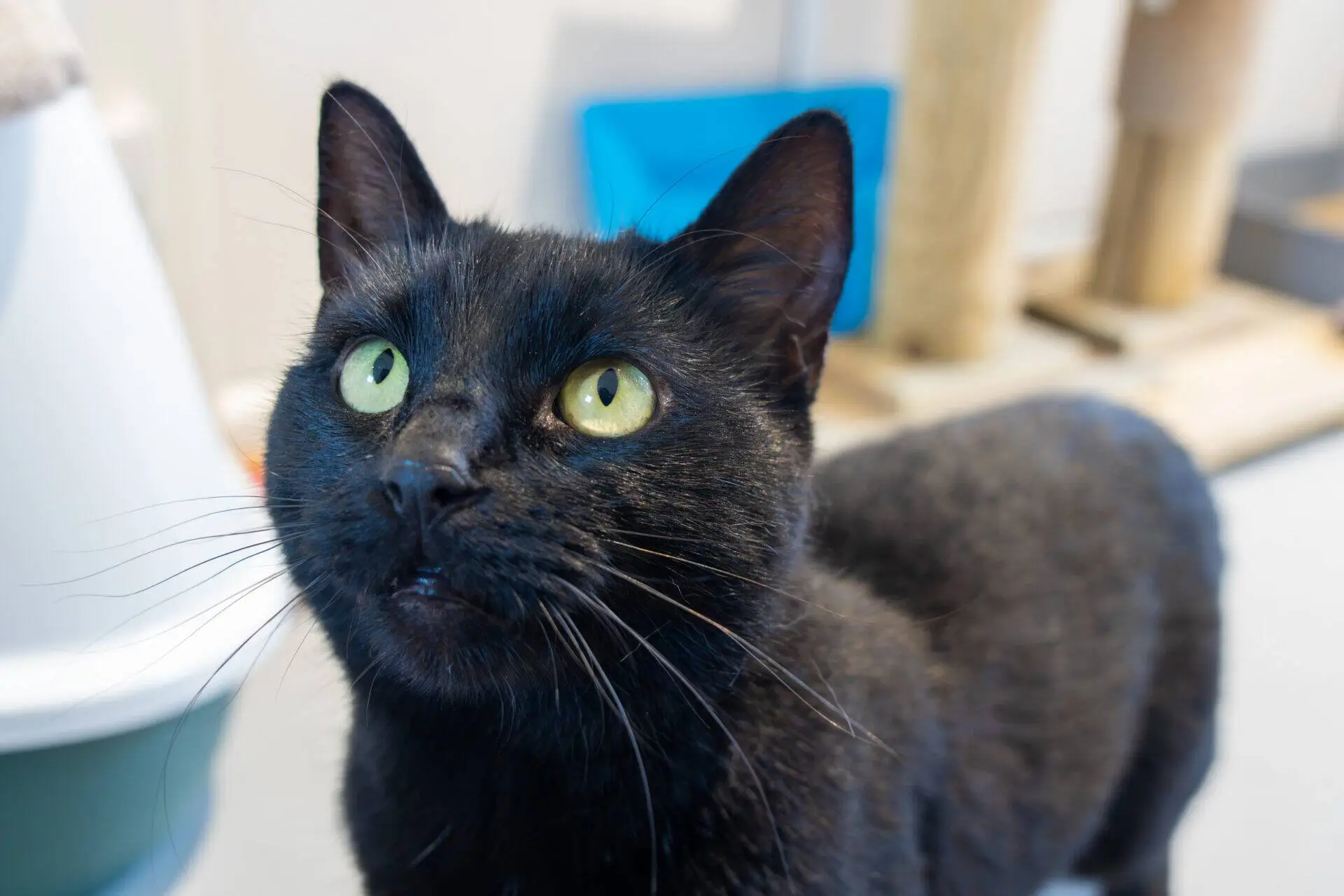 A black cat with green eyes looks up attentively, standing indoors with a cat tree and other objects blurred in the background.