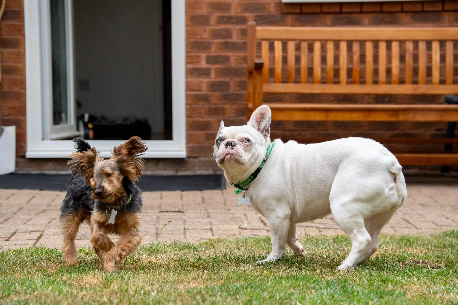Terry & Blu, a playful Yorkshire Terrier and French bulldog duo, stand on the grass in a garden. A wooden bench and a brick house with an open door appear in the background.