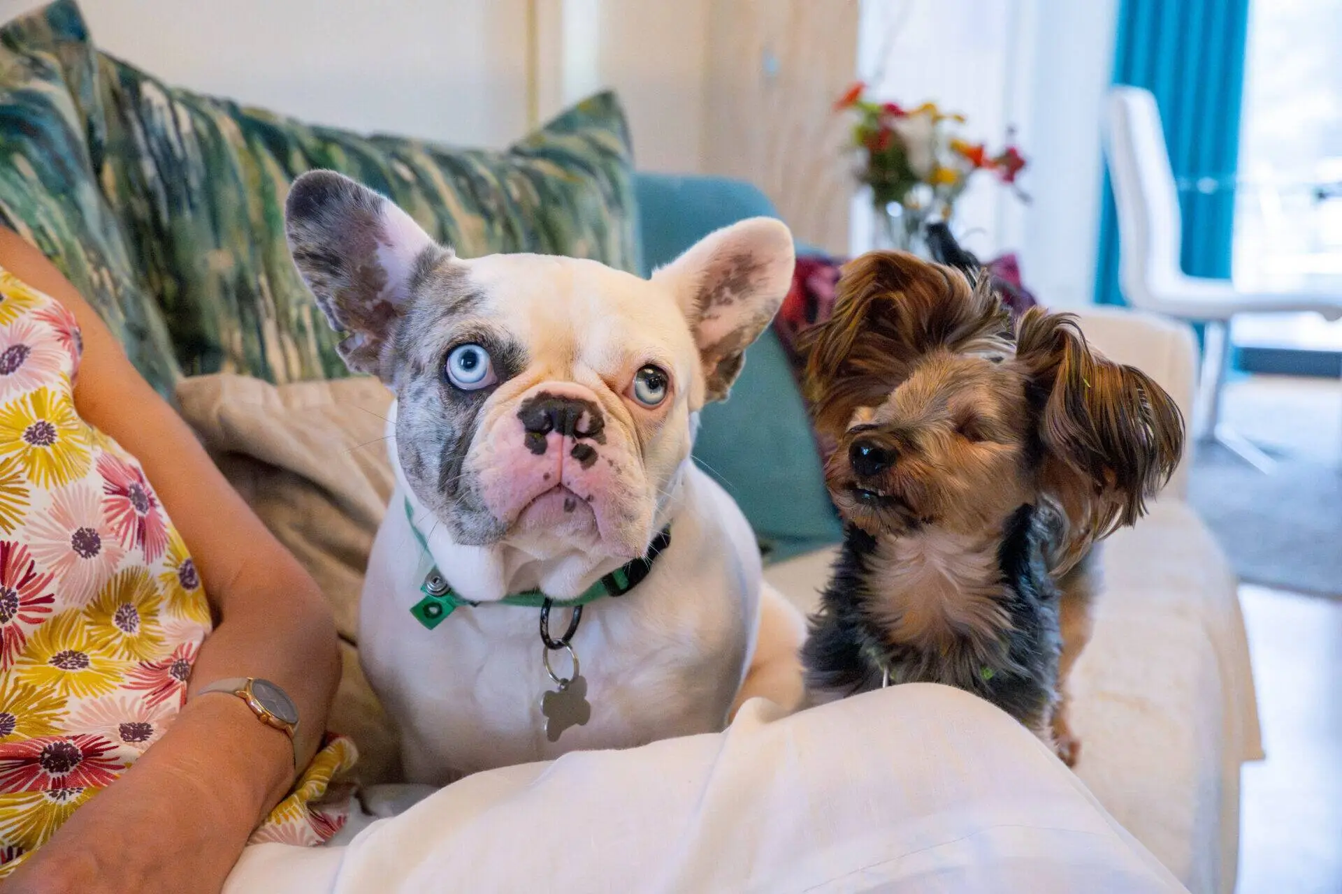 A French Bulldog with blue eyes and a small Yorkshire Terrier, lovingly named Terry & Blu, sit on a sofa next to a person wearing a floral dress. The dogs look up attentively, and there are cushions and flowers in the background.