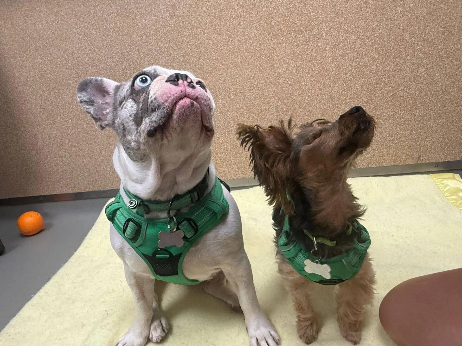 Two dogs wearing green harnesses sit on a yellow blanket and look upwards. The left dog is a light-coloured bulldog with blue eyes, and the right is a small, brown Yorkshire terrier. An orange ball lies in the background.