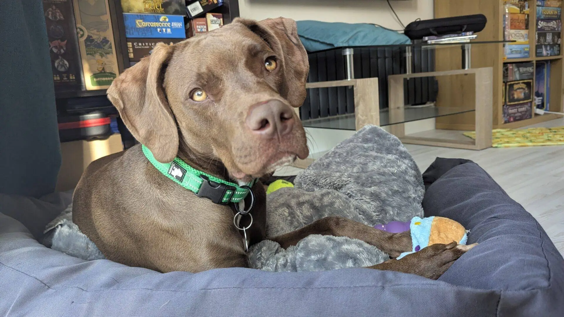 A brown Weimaraner cross with a green collar lies in a pet bed, holding a soft toy. Board games and a dog crate are in the background. The dog looks up with a curious expression, as if ready for an exciting dog chase at any moment.