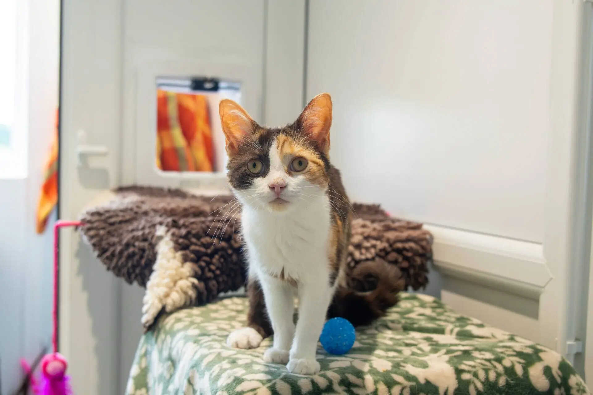 A tortoiseshell cat with large ears sits on a green patterned blanket next to a blue ball in a bright room, with a cat flap and cosy bedding in the background.