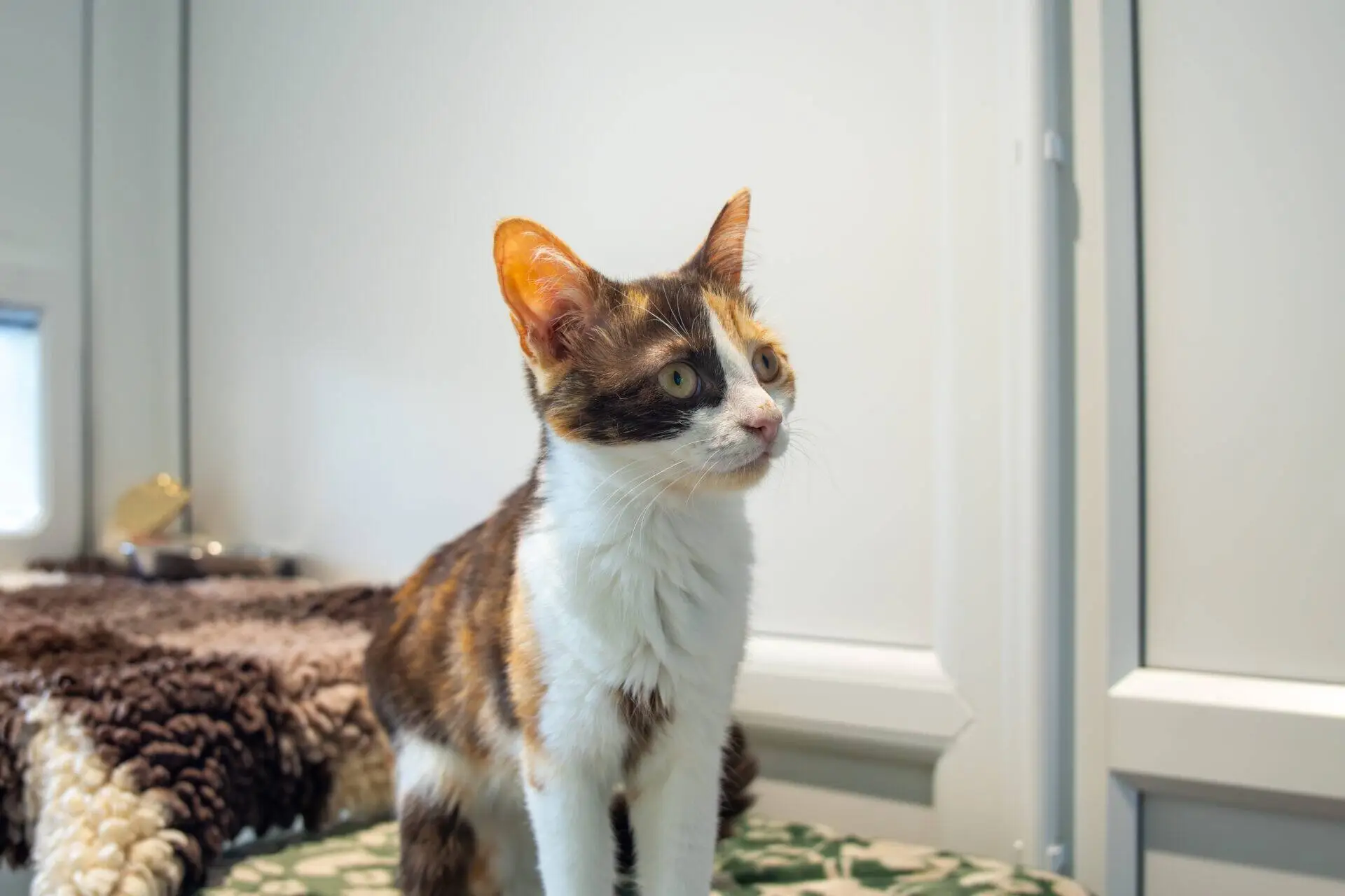 A calico cat with white, orange, and black fur stands alert indoors on a patterned surface, looking to the right. The background features a white wall and a window.