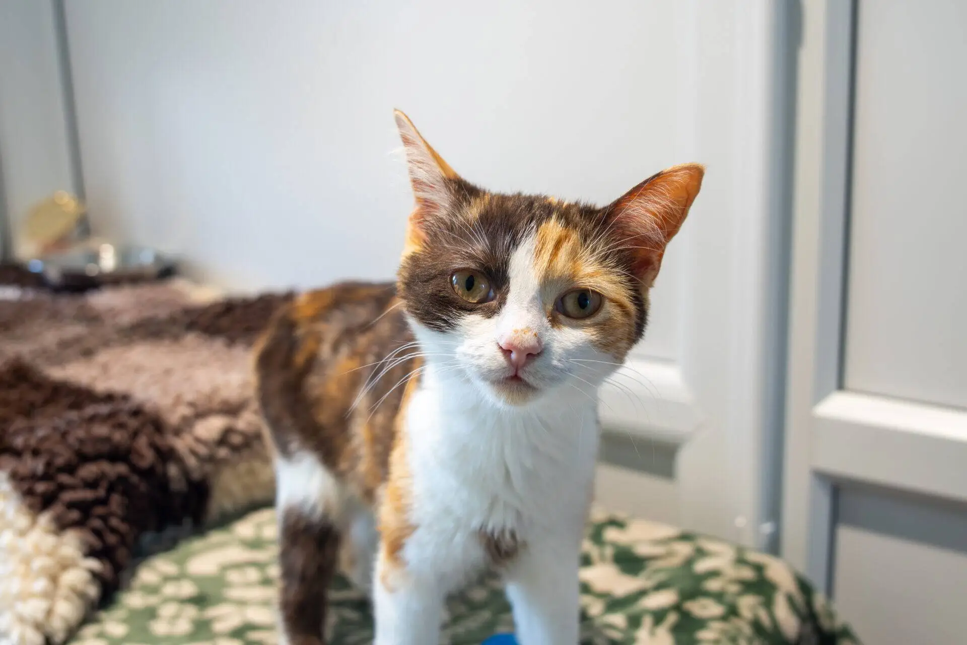 A tortoiseshell-and-white cat with orange, black, and white fur stands on a patterned green and white surface, looking directly at the camera with curious eyes.