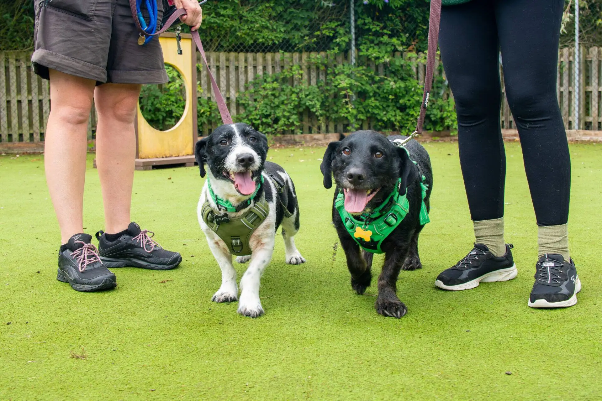 Two terriers on leads walk side by side on green grass, each accompanied by a person whose legs are visible. The dogs look happy, with tongues out, and both wear harnesses and bandanas. Fence and greenery are in the background.