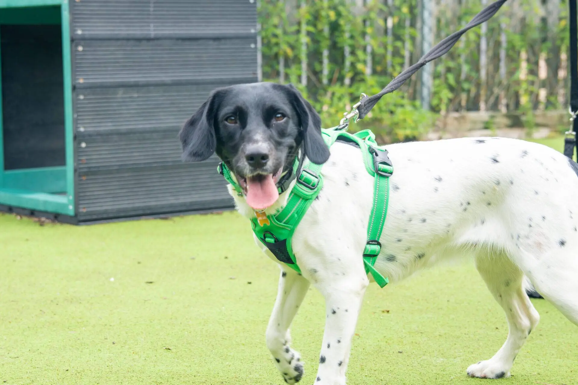 A black and white spaniel wearing a bright green harness stands on grass, looking at the camera with its tongue out. The dog is on a lead, and there is a structure and greenery in the background.