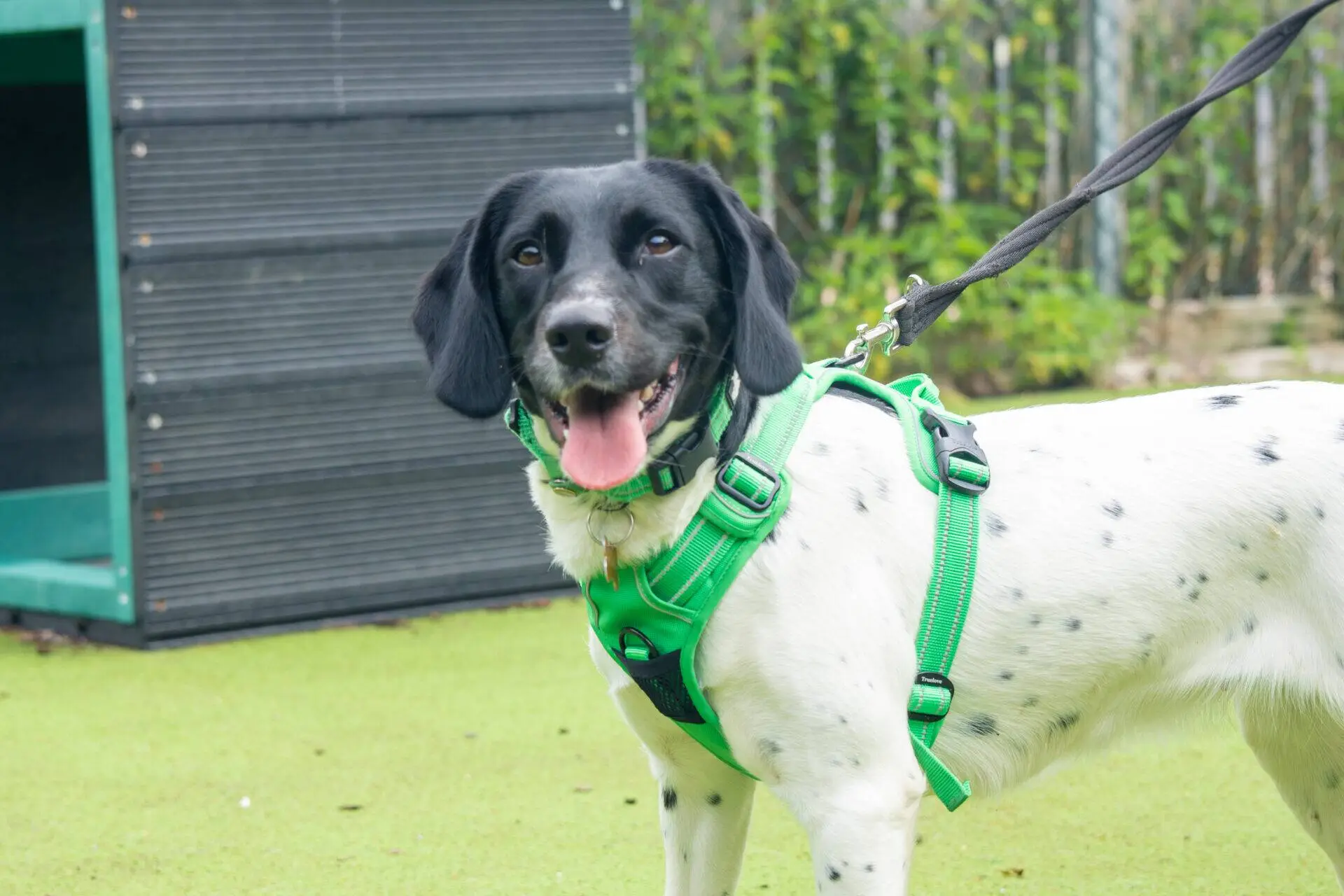 A black and white spaniel with a green harness stands on a lead outside on artificial grass, looking at the camera with its tongue out. There is a dark structure and greenery in the background.