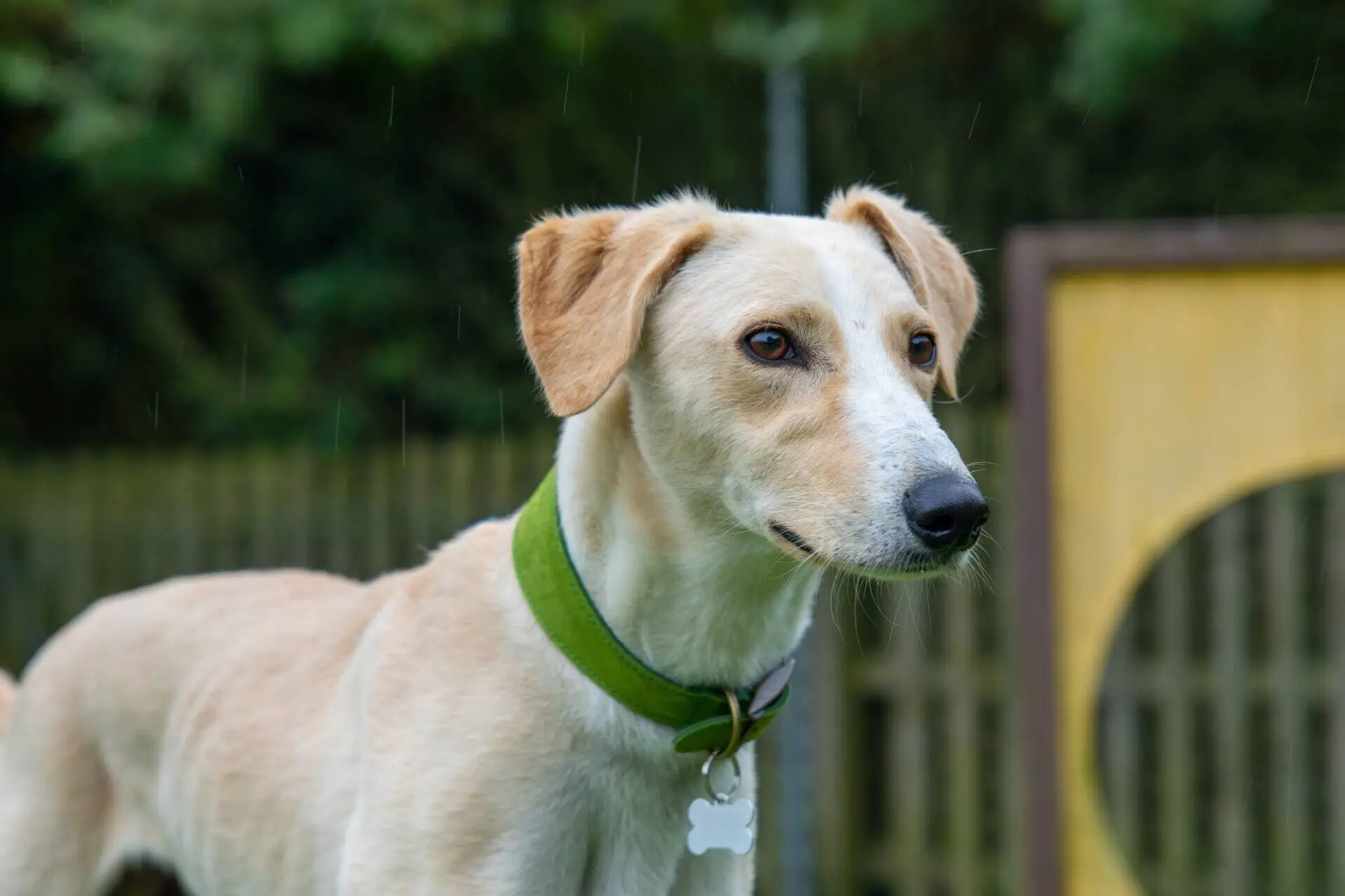 A light tan dog with a green collar stands outdoors, looking attentively to the right. There is a wooden fence and blurred greenery in the background.