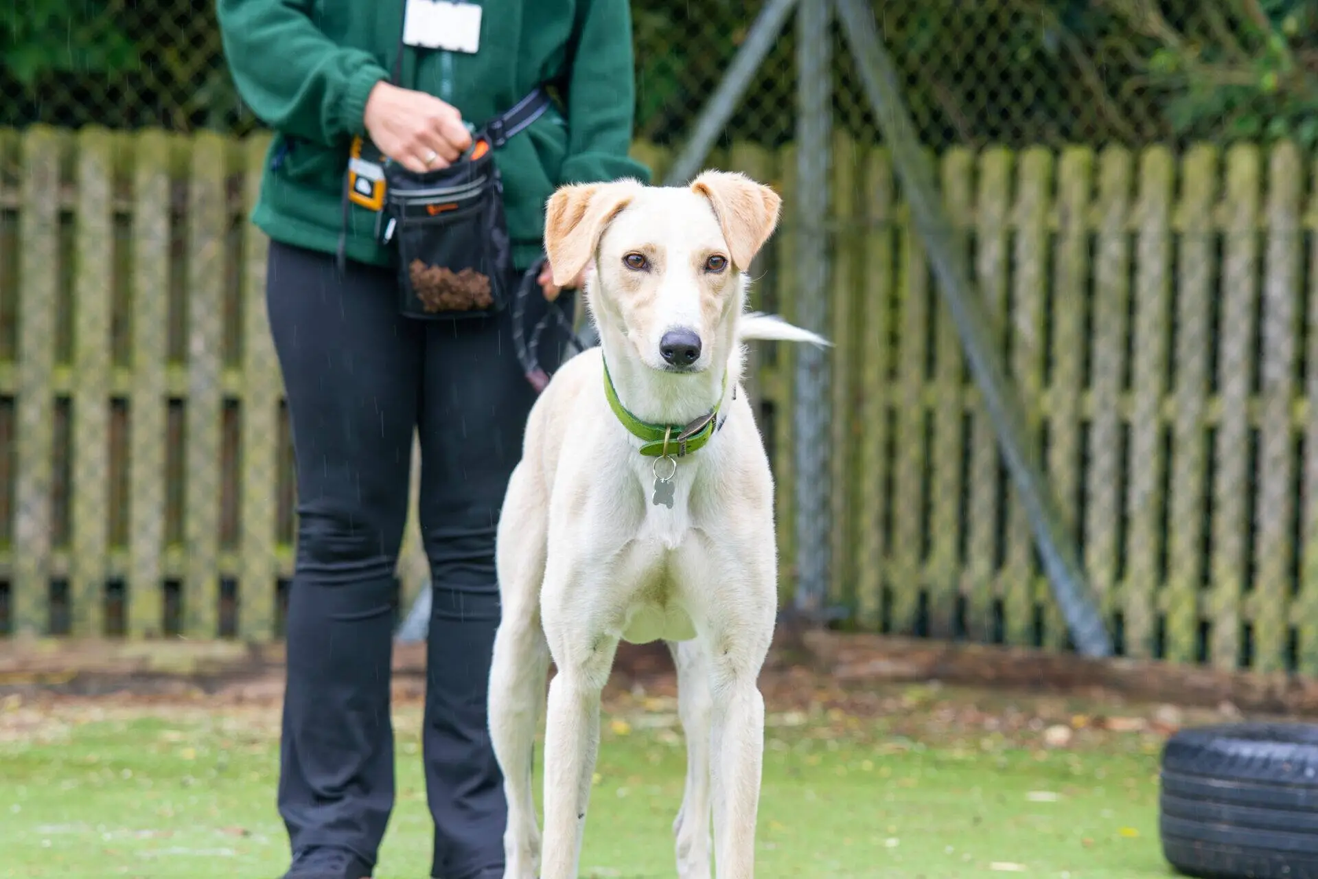 A light-coloured dog with a green collar stands alert on grass, with a person in dark trousers and a green jacket holding a treat pouch behind it. A wooden fence and metal gate are in the background.