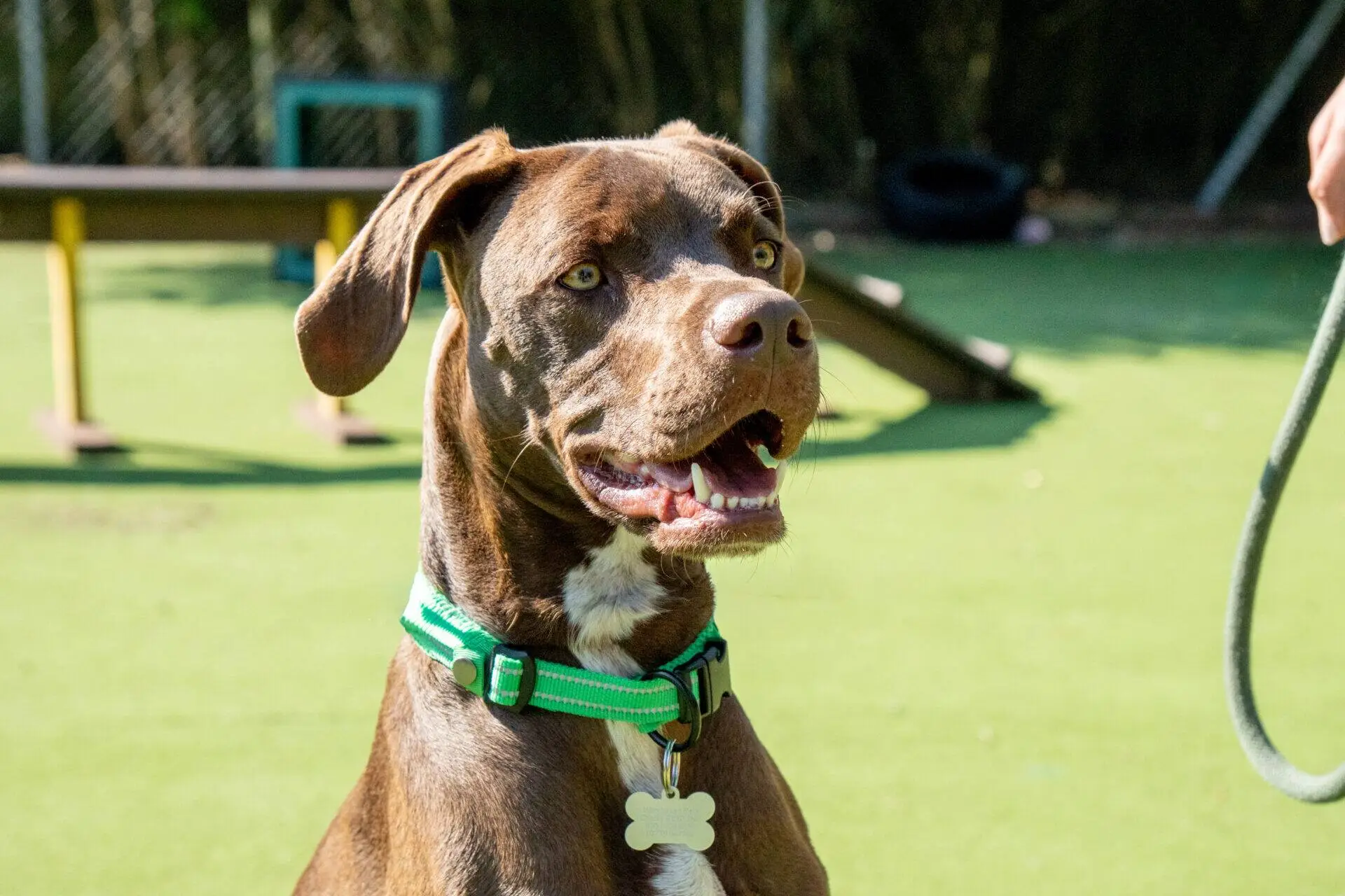 A brown Weimaraner with a green collar sits on grass, looking alert and happy with its mouth slightly open. There is agility equipment and a blurred person holding a lead in the background.