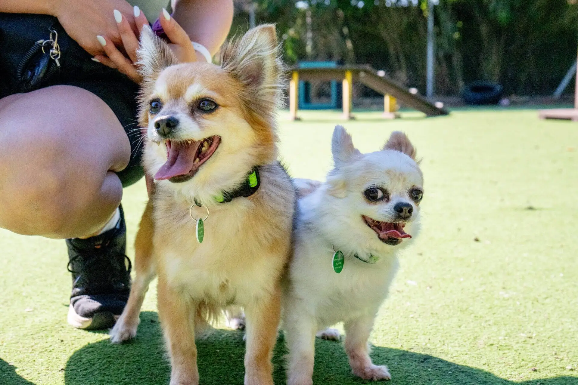 Two small dogs, a lively Chihuahua and Chihuahua cross with a colourful collar, stand on green grass, panting happily. A person kneels beside them, partially visible on the left. Playground equipment and trees are in the background, with sunlight casting soft shadows.
