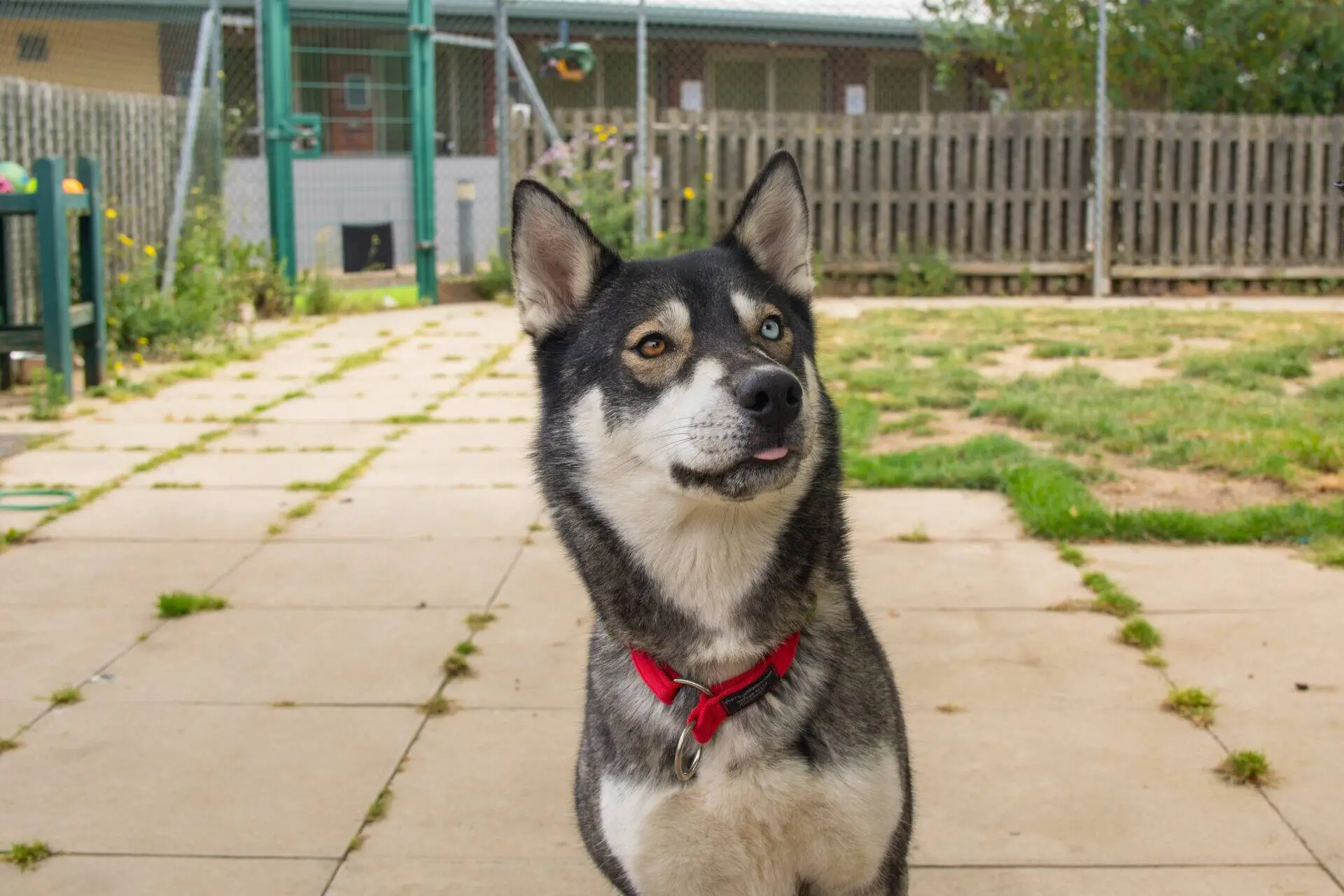 A husky-mix dog with a red collar sits on a patio, looking slightly to the side with its tongue peeking out. There is a grassy garden, a wooden fence, and a building in the background.