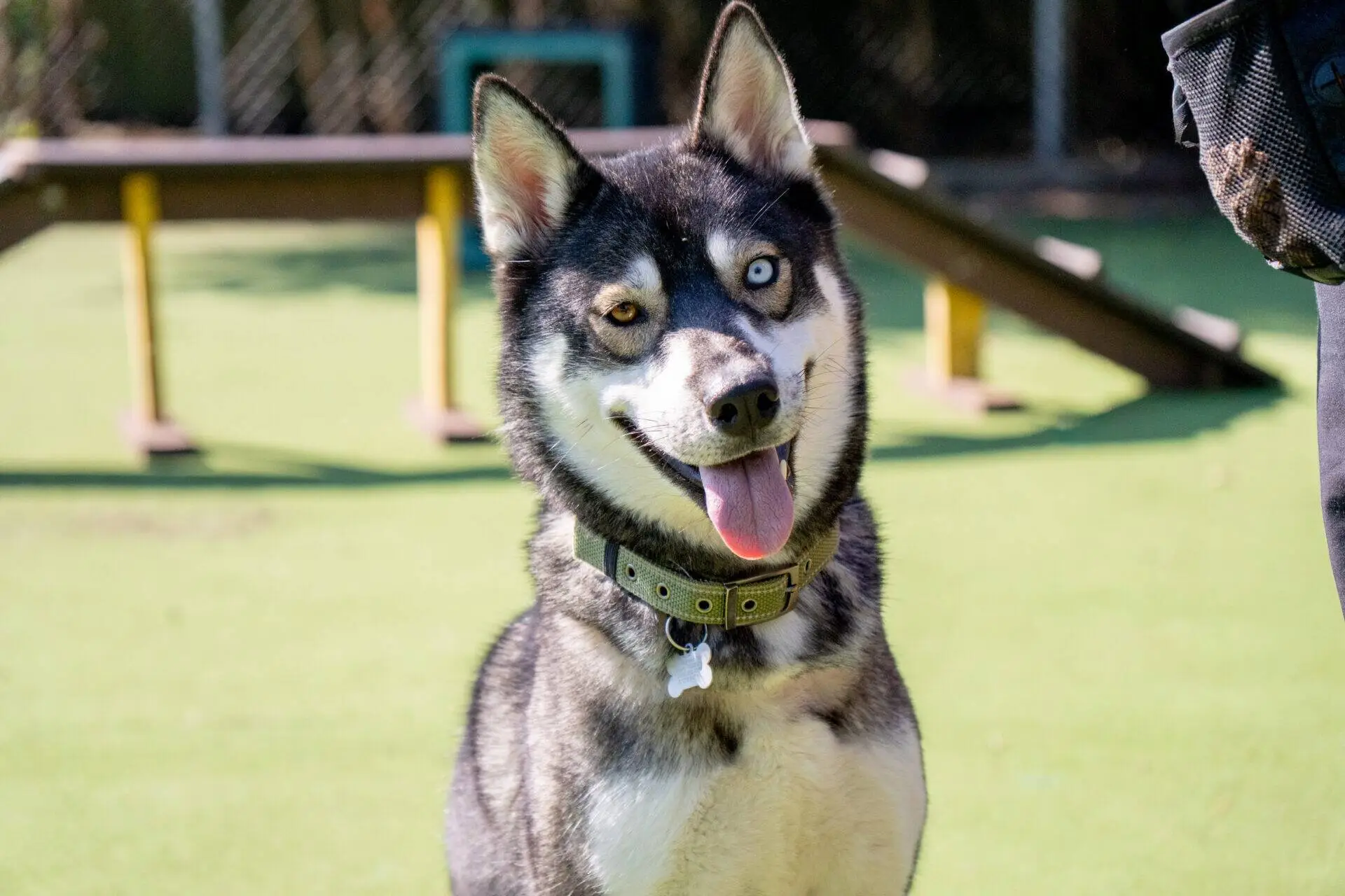 A happy husky with one blue and one brown eye sits on green grass at a dog park, tongue out, wearing a collar. A dog agility ramp is visible in the background.