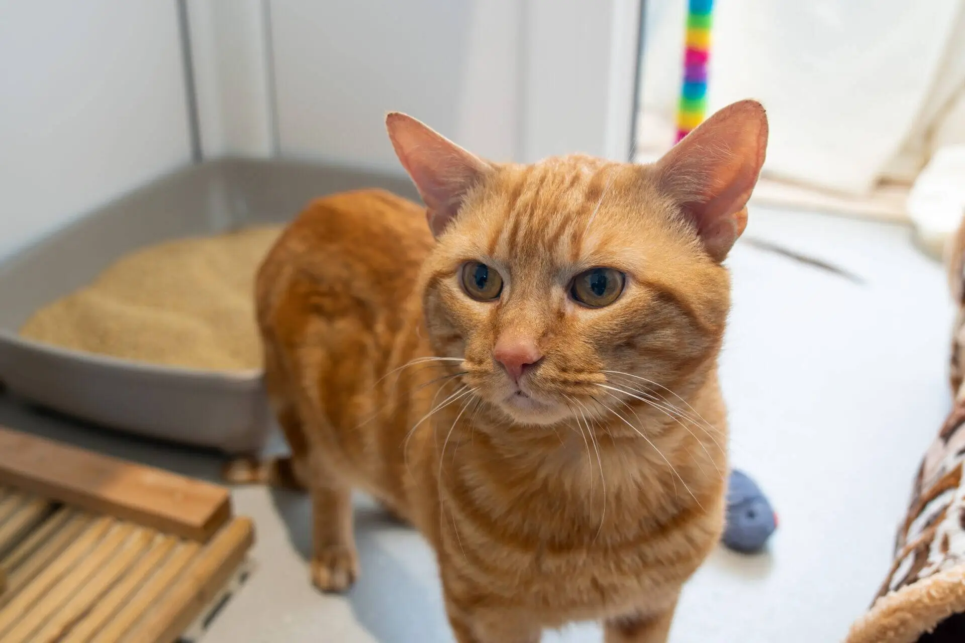 Orange tabby cat stands alert near a litter tray, with a toy mouse on the floor and a colourful wand toy in the background. The cat looks slightly to the right in a bright indoor space.