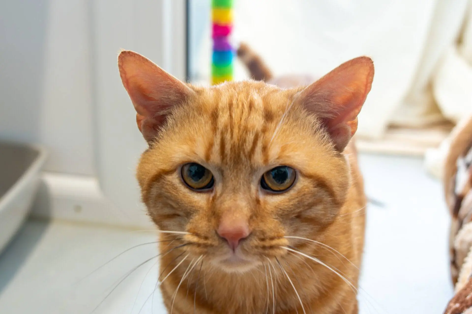 Close-up of a ginger cat with green eyes looking directly at the camera. There is a colourful toy and a window in the background.