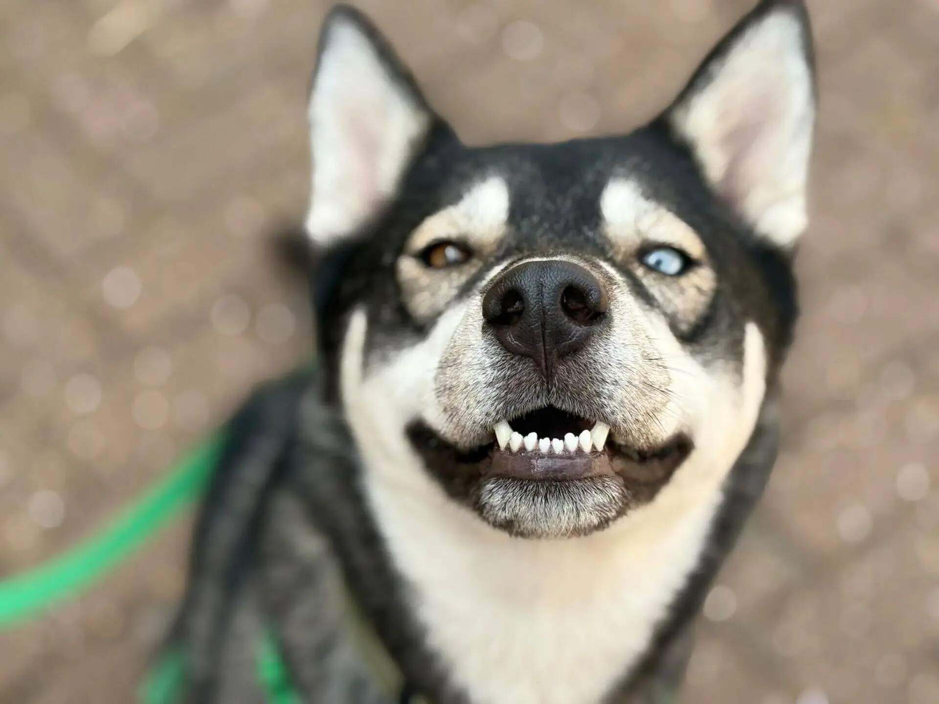 A close-up of Bonnie the Siberian Husky, a happy black and white dog with heterochromia—one blue eye and one brown—looking up at the camera and showing its teeth. A green lead is visible on the dog.