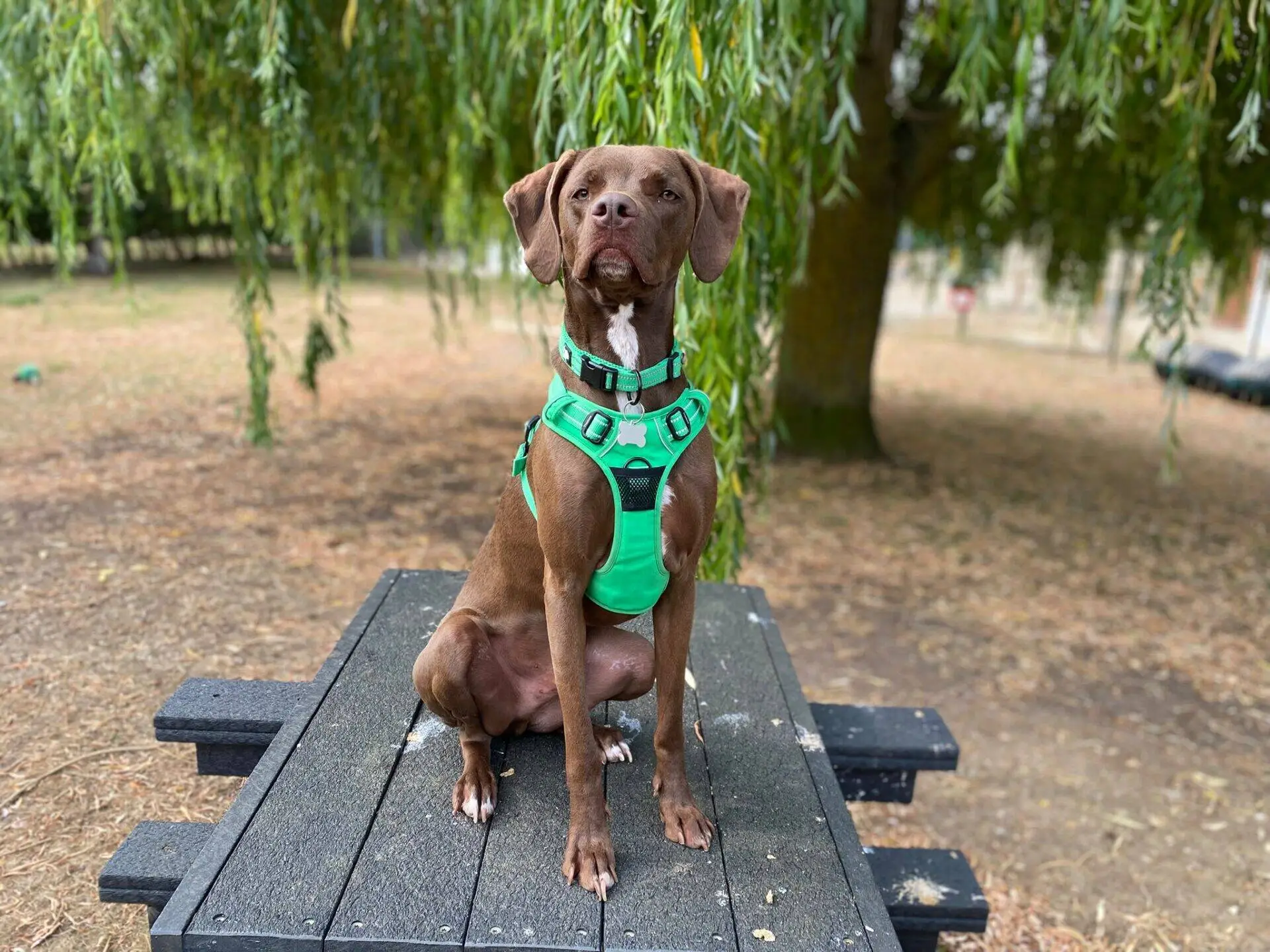 Brown dog, likely a Weimaraner cross, wearing a bright green harness sits confidently on top of a black picnic table in a park, with a large tree and hanging branches in the background—perhaps taking a break after an energetic dog chase.