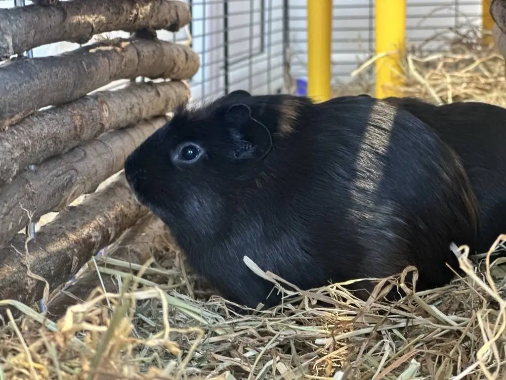 A black guinea pig sits on hay bedding in an enclosure, looking towards a wooden structure in soft lighting.