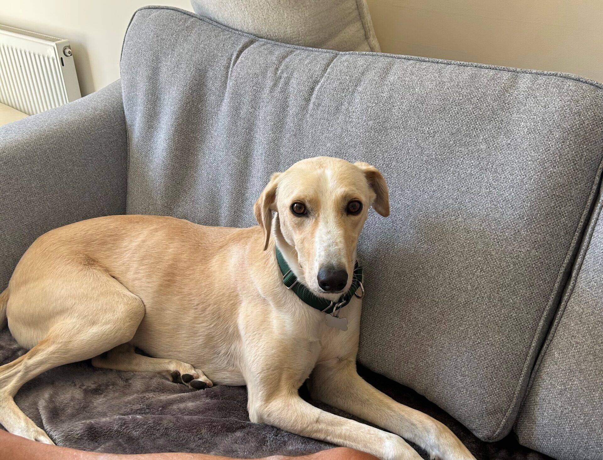 A light tan lurcher dog with a green collar is lying on a grey sofa, looking at the camera. Part of a person’s arm is visible next to Mr Chips.