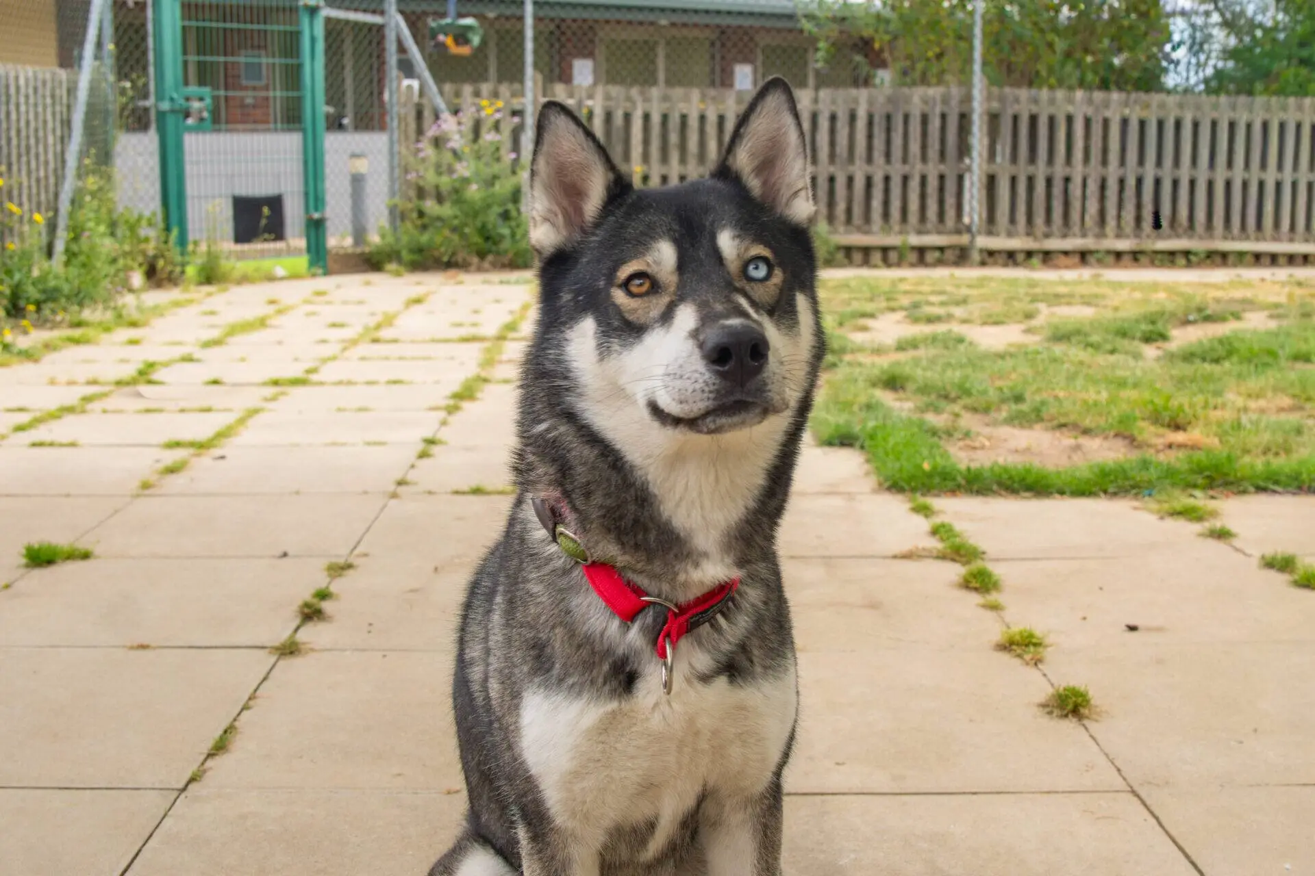 A black and white dog with a red collar sits on a patio, looking at the camera. One of its eyes is blue and the other is brown. There is a fenced garden and a building in the background.