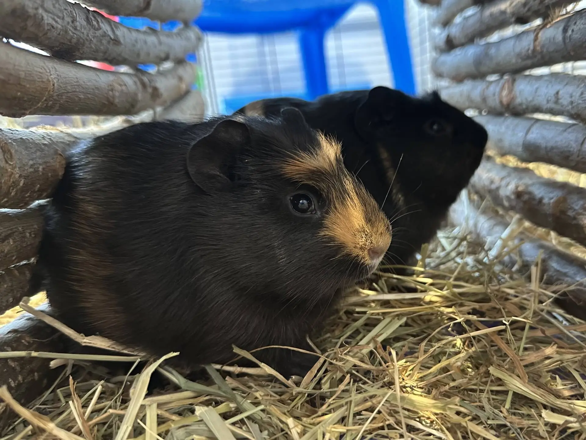 Two guinea pigs sitting closely together on hay between wooden logs, with one guinea pig having a light brown patch on its face. A bright blue chair and some light filter in the background.