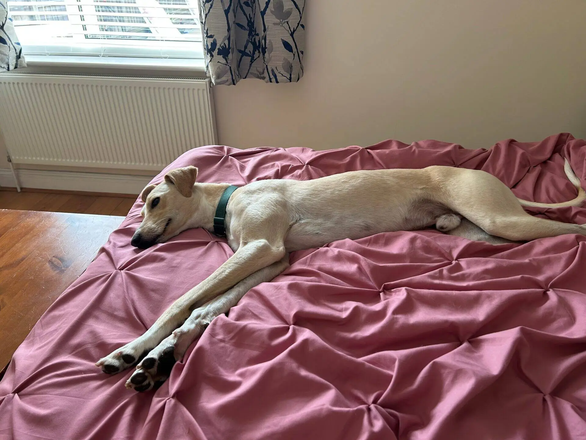 A light brown lurcher dog named Mr Chips, wearing a green collar, is lying stretched out on a pink, textured bedspread in a sunlit room with a window and patterned curtains.