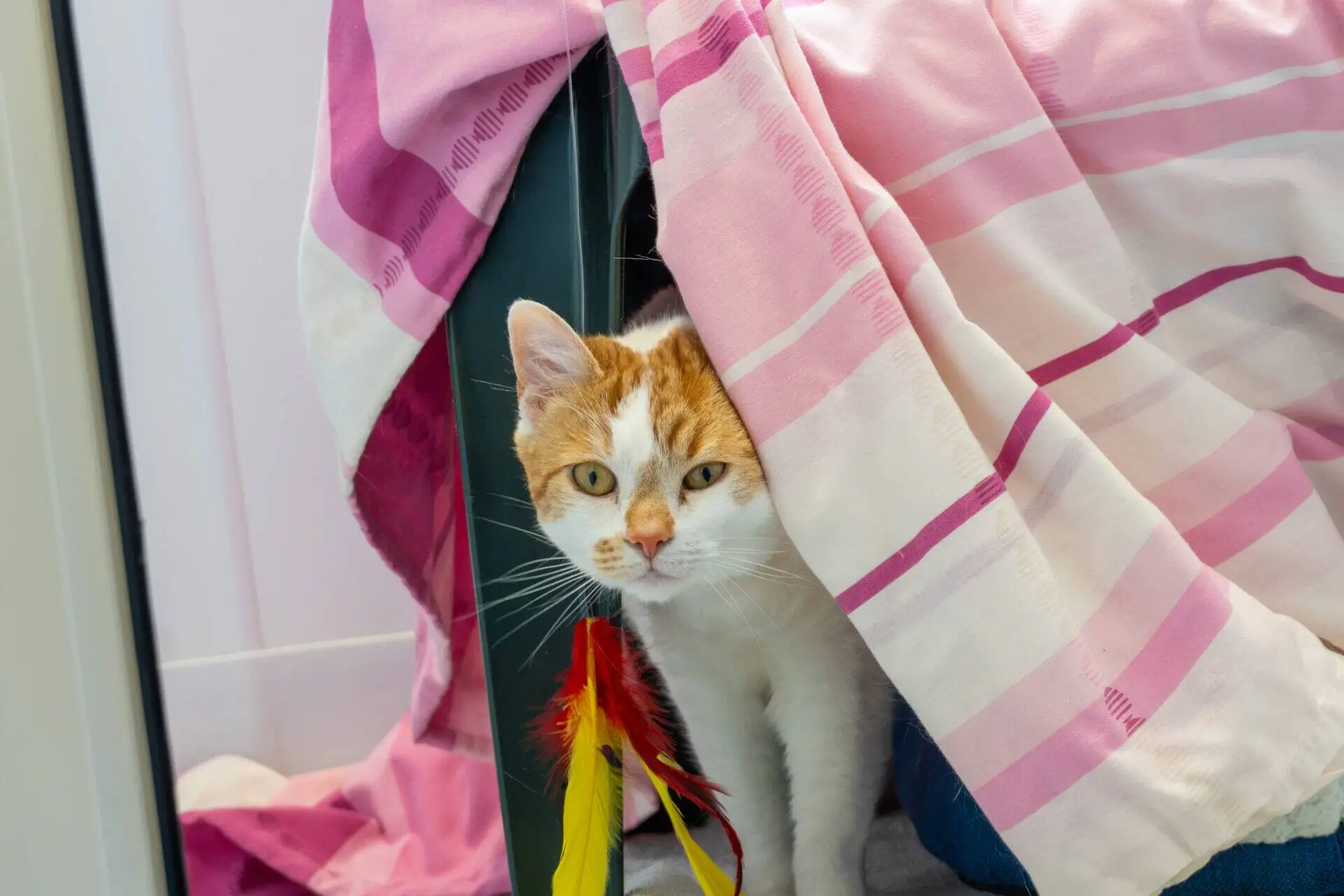 A white and orange cat peeks out from under a pink and white striped blanket, with a red and yellow feather toy hanging nearby.