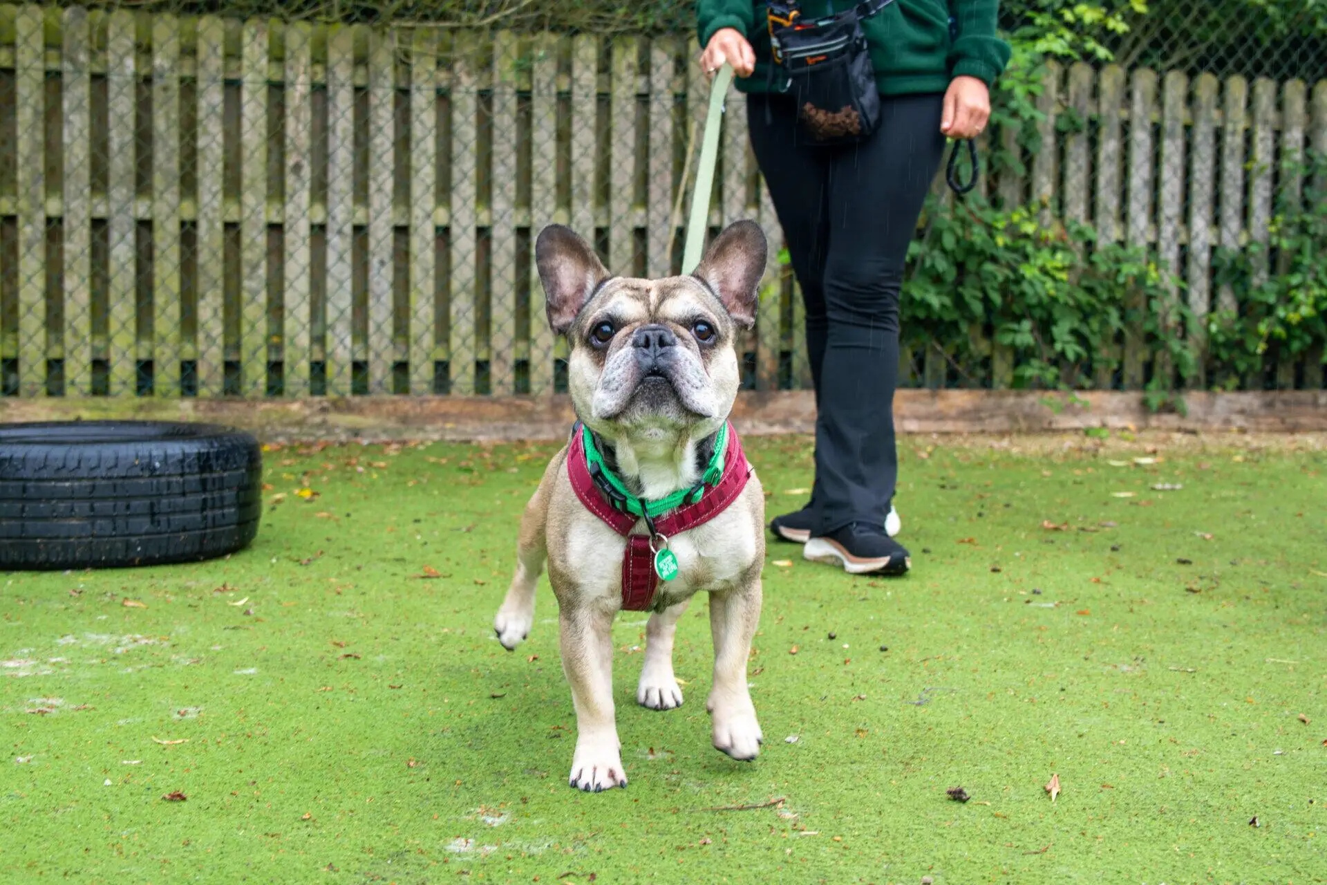 A French Bulldog on a lead stands on green artificial grass, lifting one paw. A person in black trousers and a green top holds the lead in the background, with a wooden fence and greenery behind them.