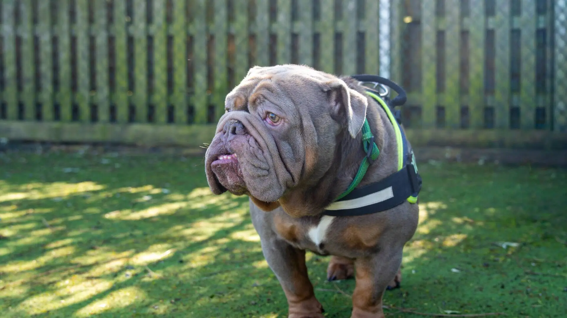 Rocco, a stocky bulldog wearing a harness, stands on grass in a sunlit garden, with a wooden fence and patches of sunlight in the background.