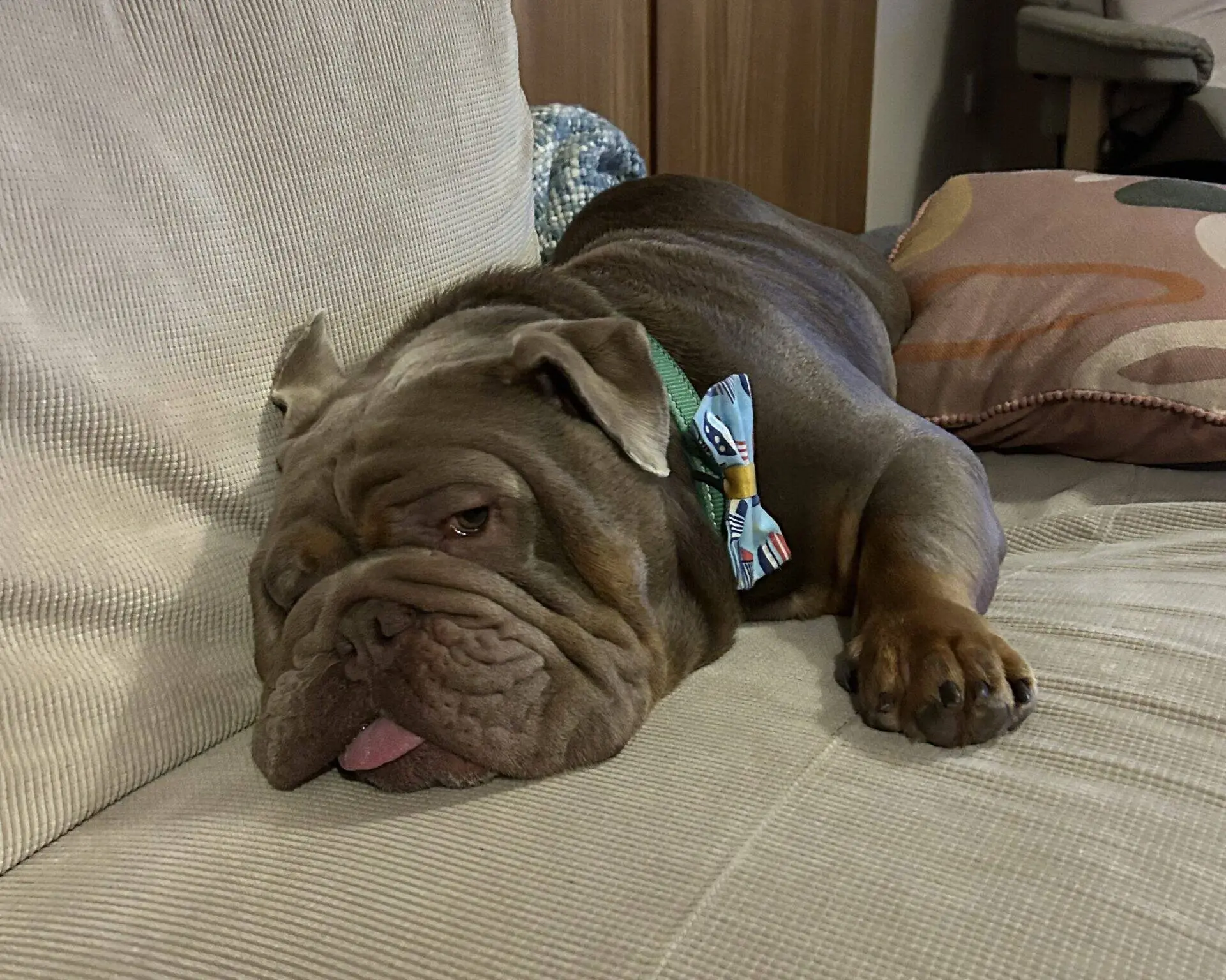A brown bulldog wearing a colourful bow tie lies on a beige sofa, resting its head on the cushion with its tongue slightly sticking out and a pillow in the background.