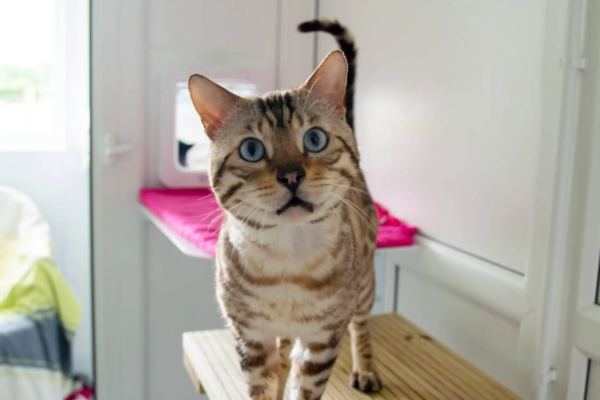 A Bengal cat with blue eyes stands on a wooden surface in a bright room, looking directly at the camera. The background shows a white wall, a door, and a pink mat.