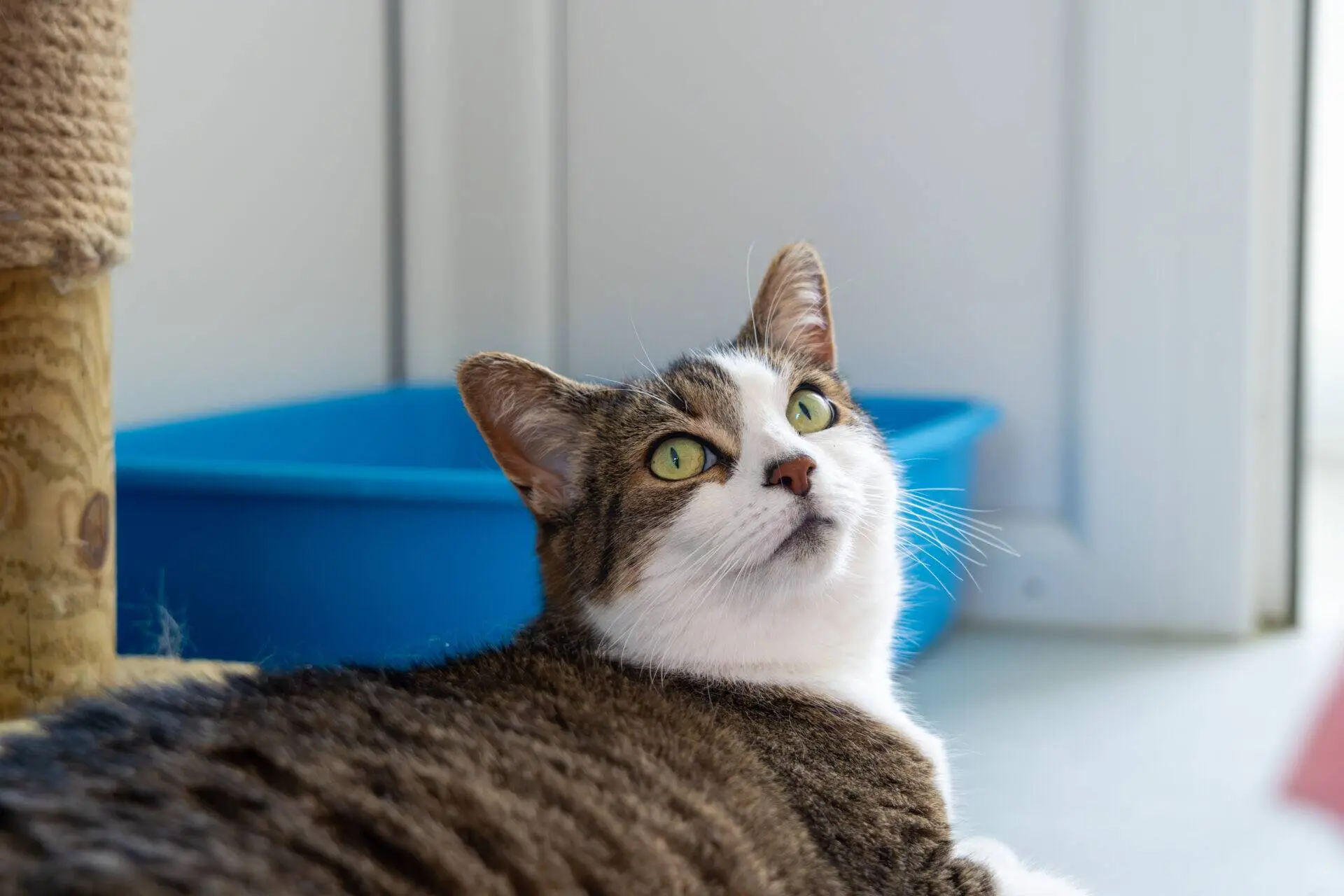 A tabby and white cat with green eyes lies on the floor, looking up. A blue litter tray and part of a scratching post are visible in the background, with light coming from a nearby window.