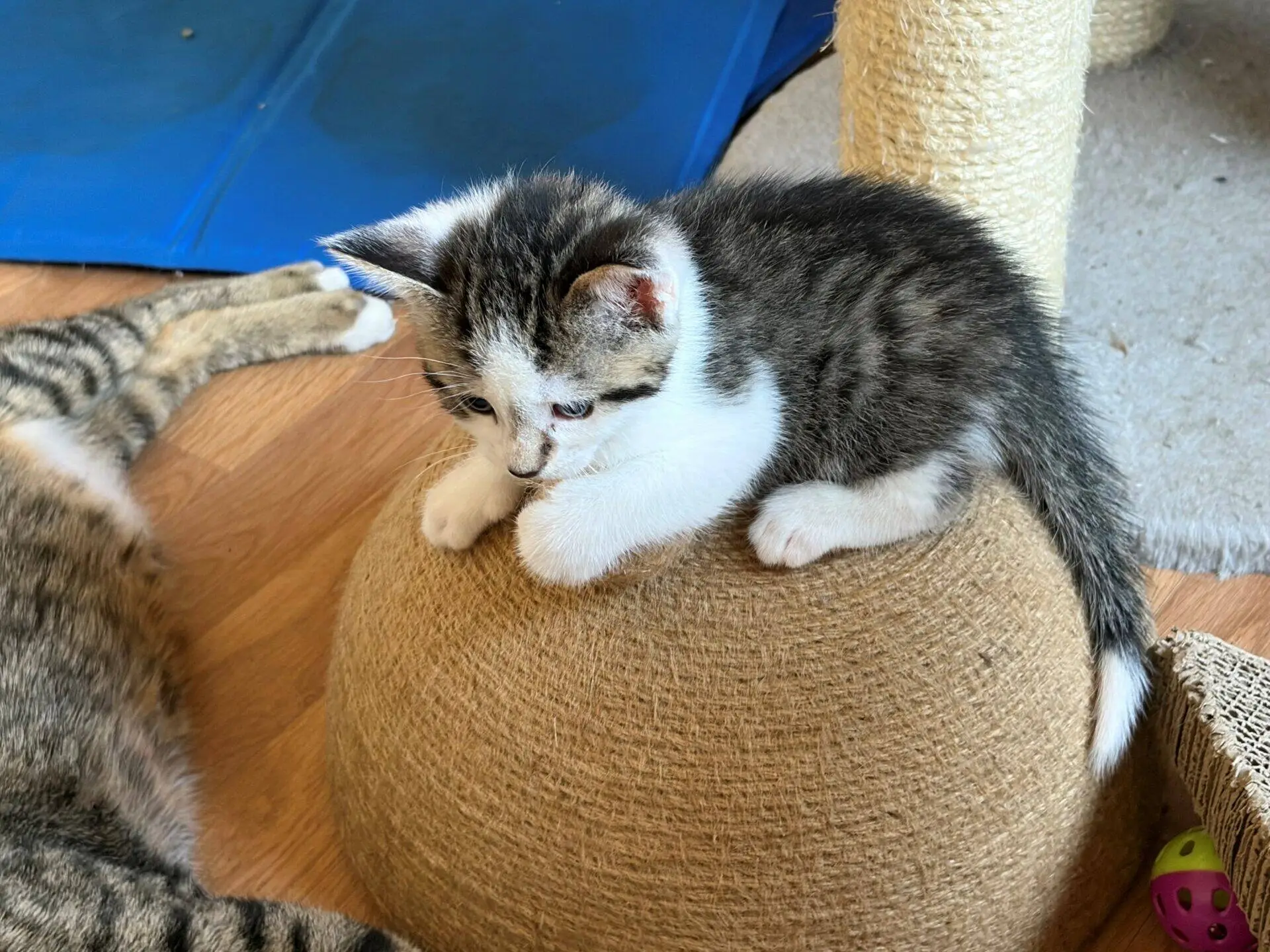 A small grey and white kitten is lying on top of a round, sisal-covered scratching post. Its paws are tucked under its body, and there are hints of another cat and some toys nearby.
