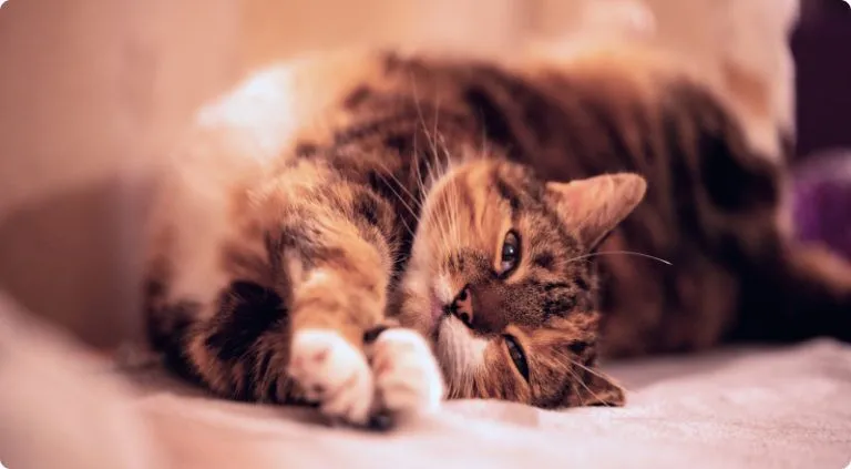 Tired stretching cat