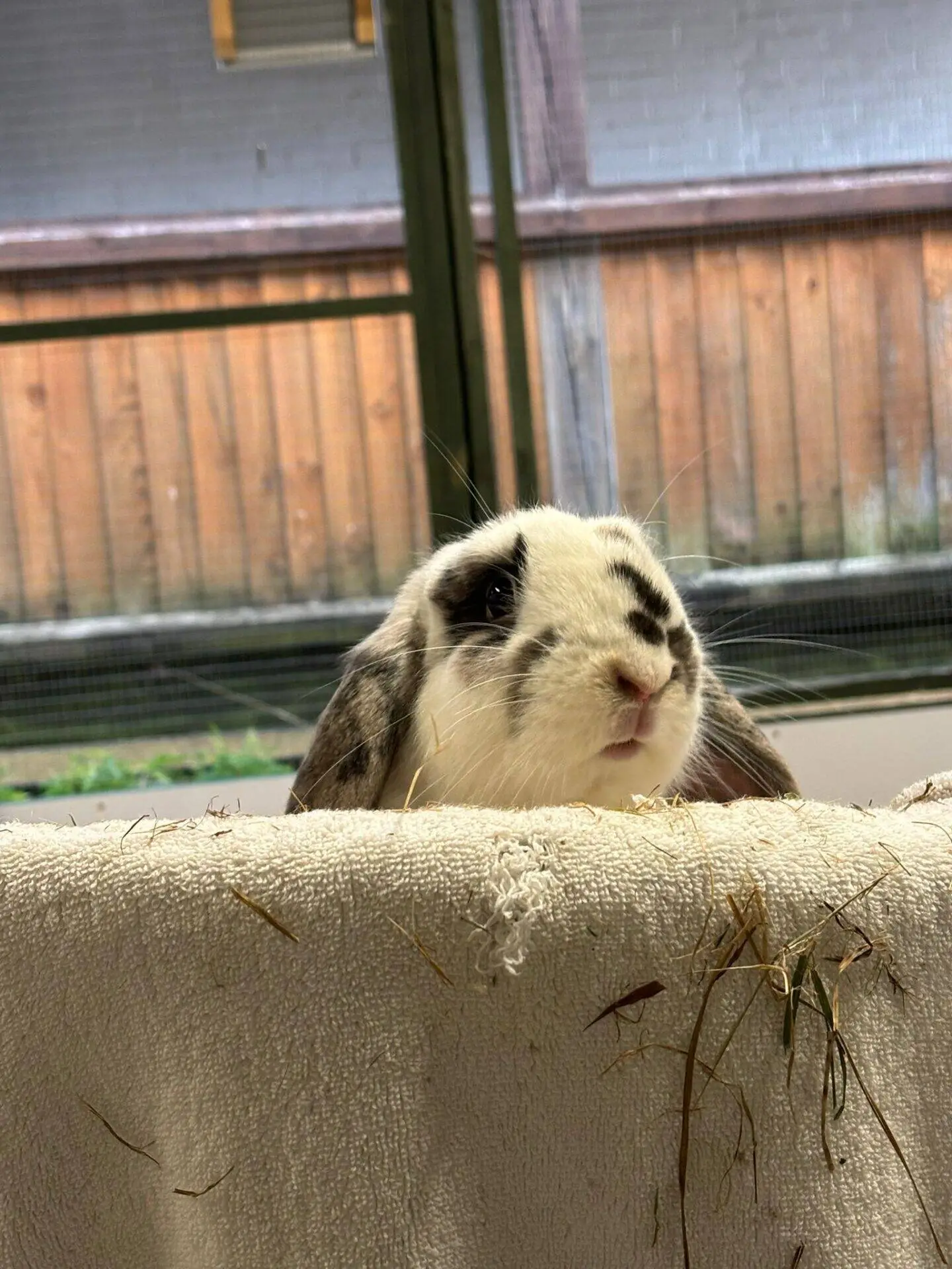 Patsu the lop rabbit, with floppy ears, peeks over a white towel draped on a surface, some hay scattered nearby and a wooden fence visible in the background.
