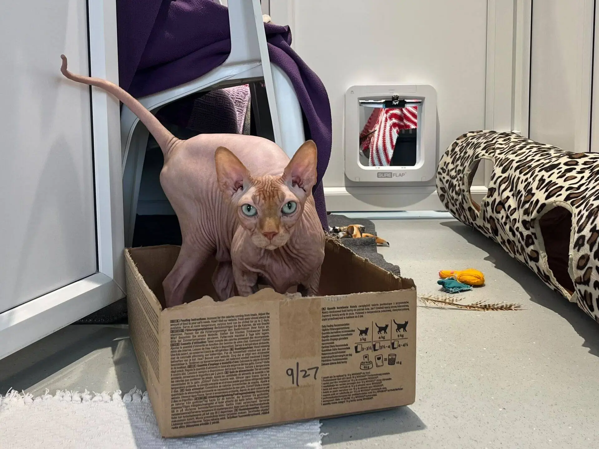 A hairless Sphynx cat with large ears sits in a cardboard box inside a room with toys, a leopard-print tunnel, a small white cat flap, and a purple blanket draped over a chair.
