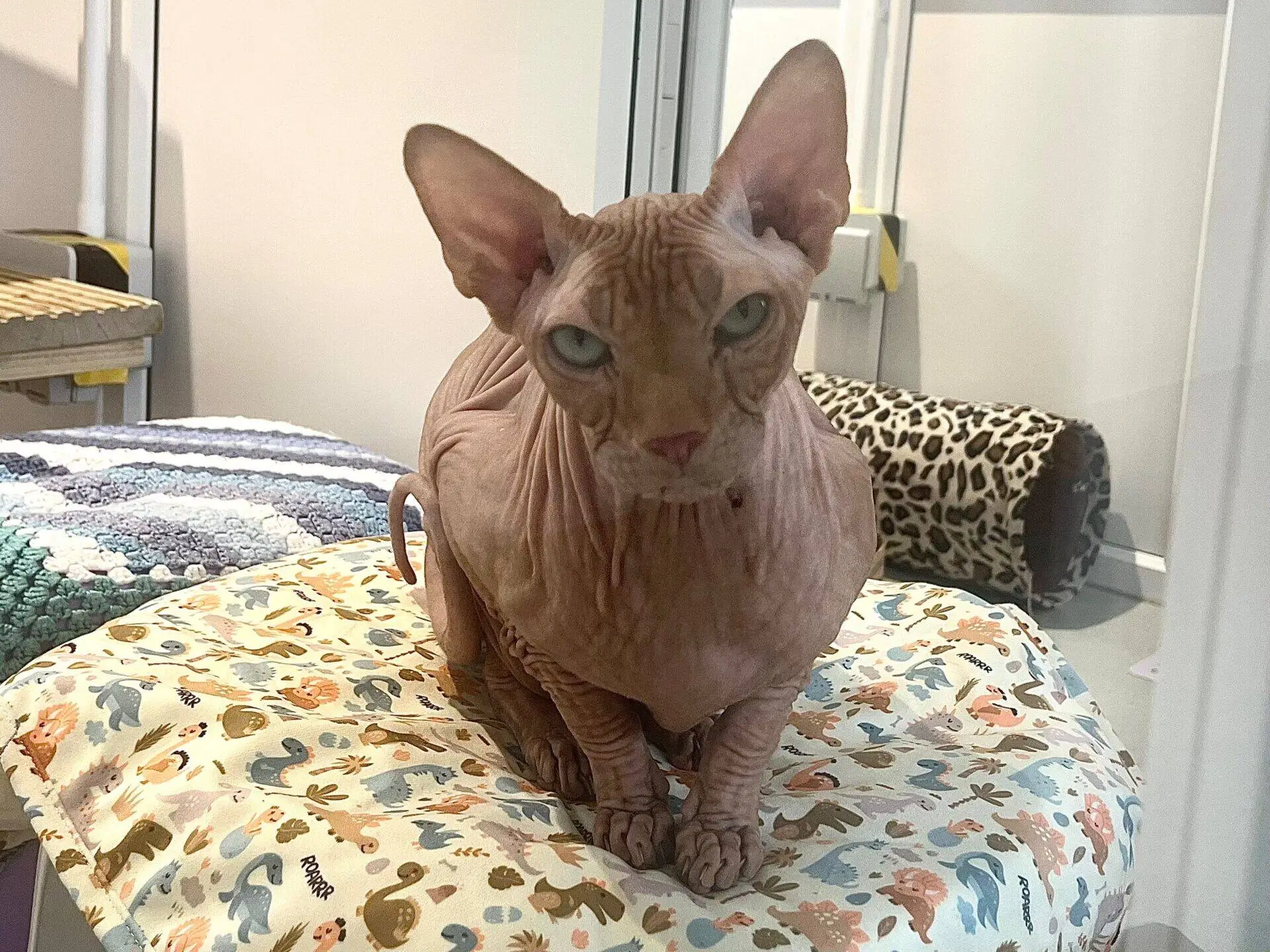 A hairless Sphynx cat with blue eyes sits on a colourful, patterned blanket, looking directly at the camera. The background shows a cosy indoor setting with blankets and a cat tunnel.