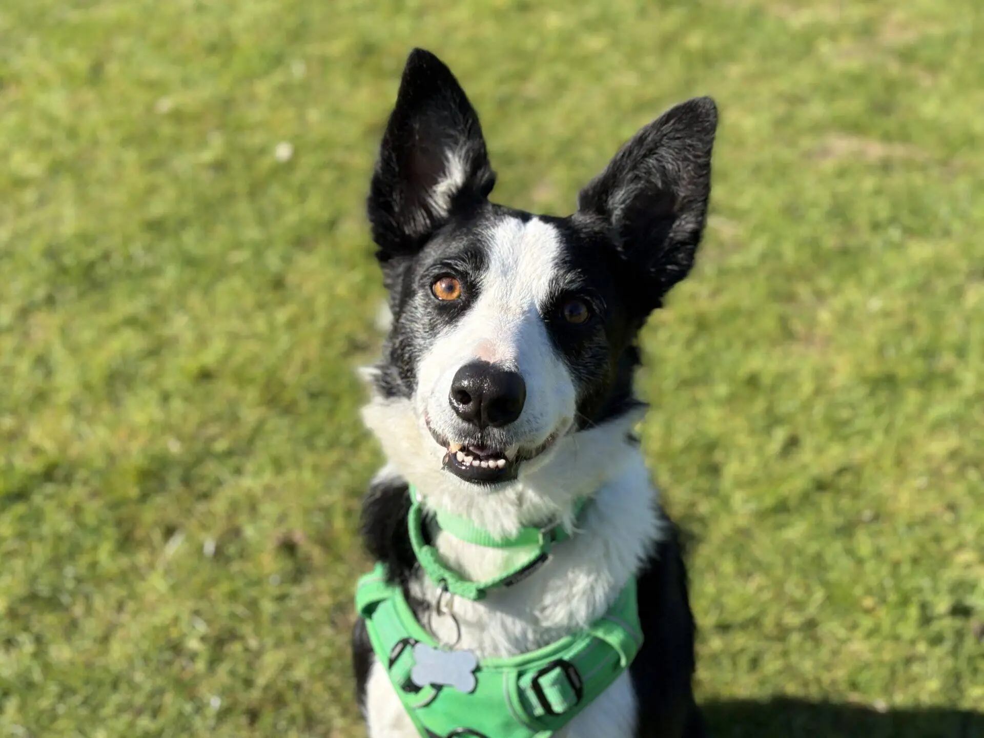 A black and white dog wearing a green harness sits on grass, looking up with its mouth slightly open and ears pricked up, bathed in bright sunlight.