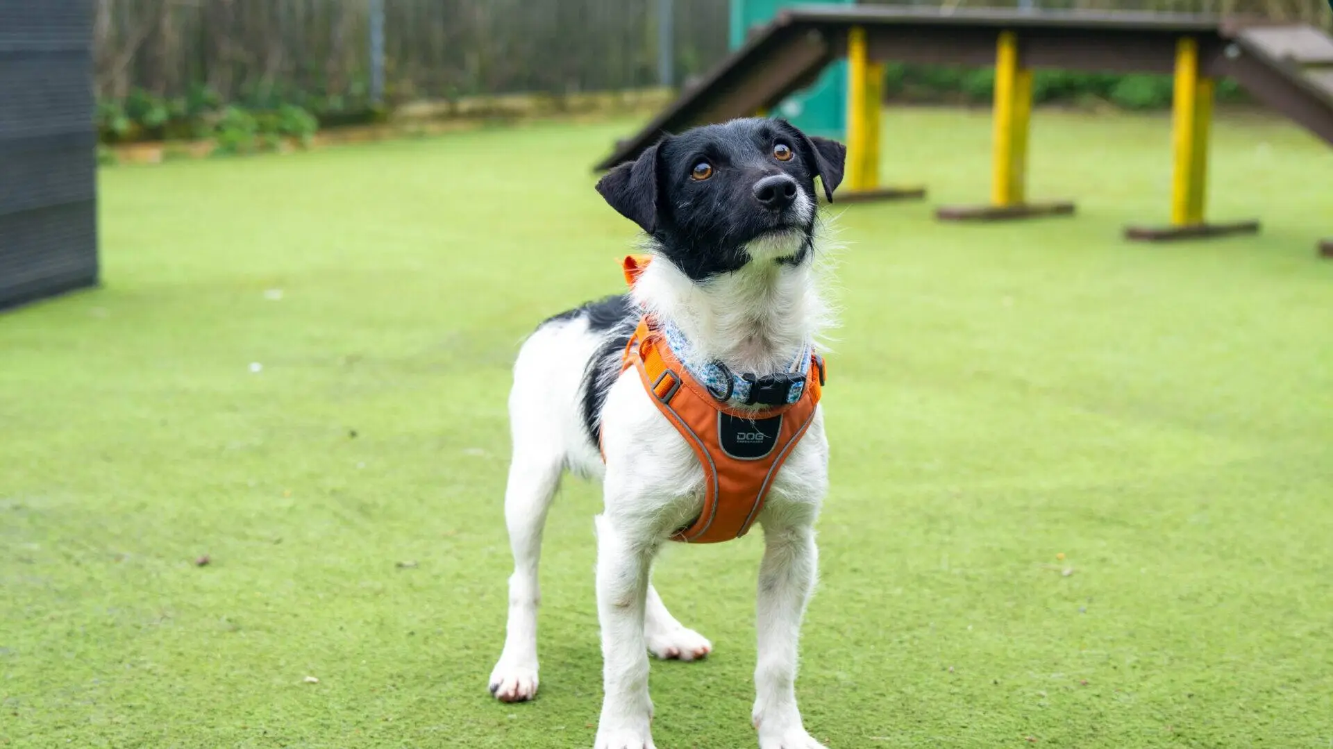 A mochi terrier dog in a black and white coat wears an orange harness, standing on green artificial grass in an outdoor play area, looking upwards with ears pricked. Agility equipment is visible in the background.