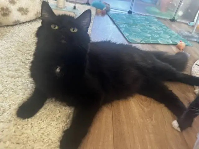 A fluffy black cat with yellow eyes lies on a wooden floor next to a light-coloured rug, looking upwards. Cat toys and a blue mat are visible in the background.