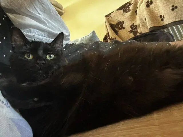 A fluffy black cat with green eyes lies stretched out on a wooden floor, next to a person and near a blanket with paw prints. The cat is looking directly at the camera.