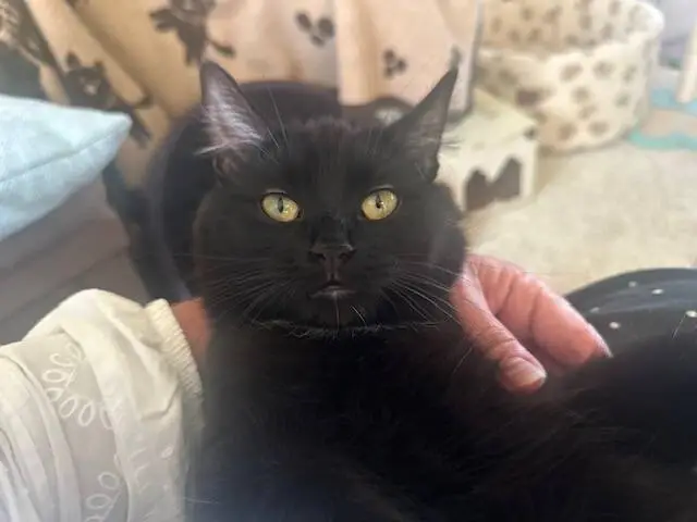 A fluffy black cat with bright yellow eyes is resting in someone’s arms, looking directly at the camera. Patterned blankets and a cat bed are visible in the background.