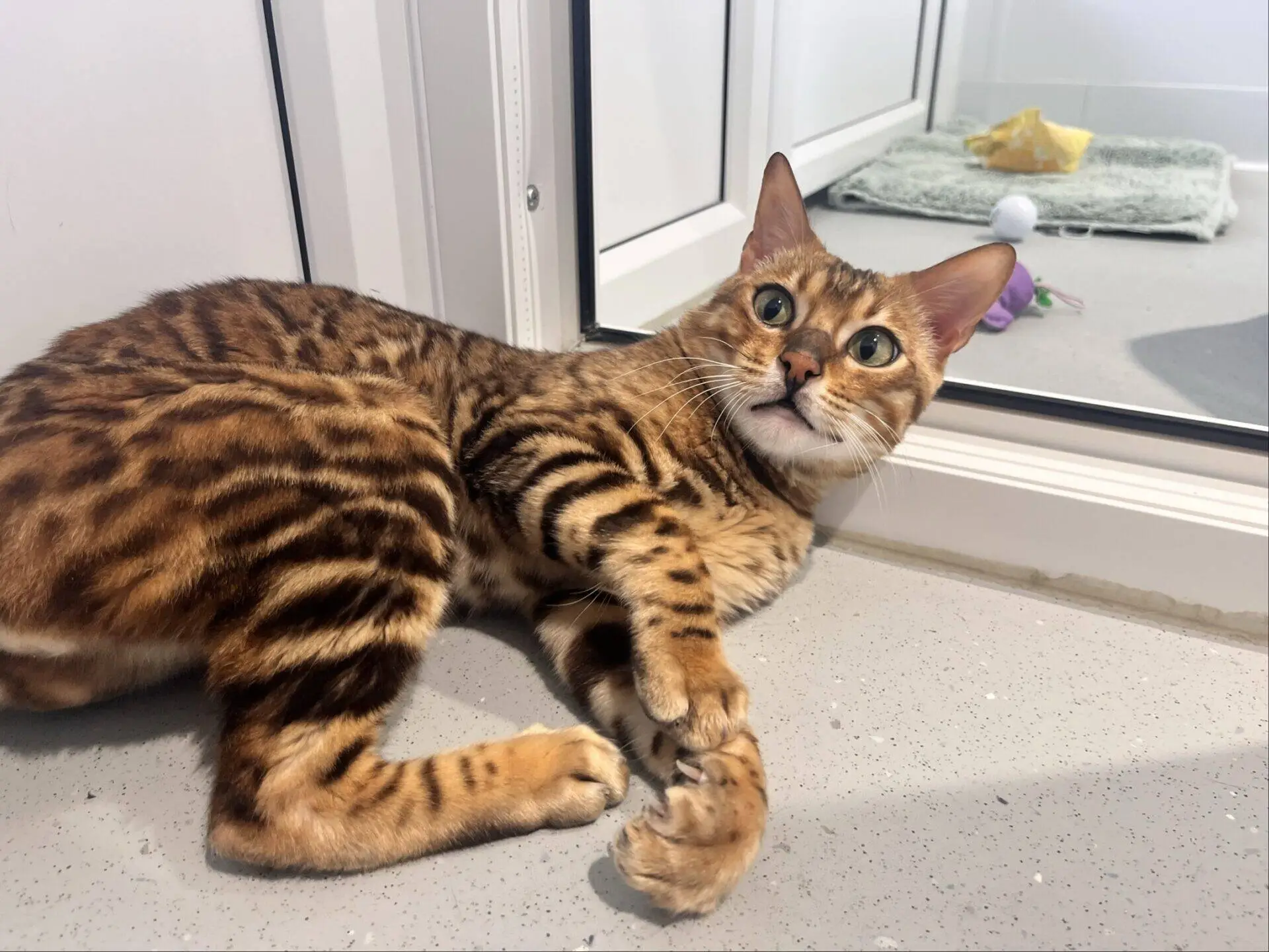 A brown Bengal cat with dark spots lies on a grey floor, looking up with wide eyes. A glass door is behind it, and cat toys and a green mat are visible in the background.