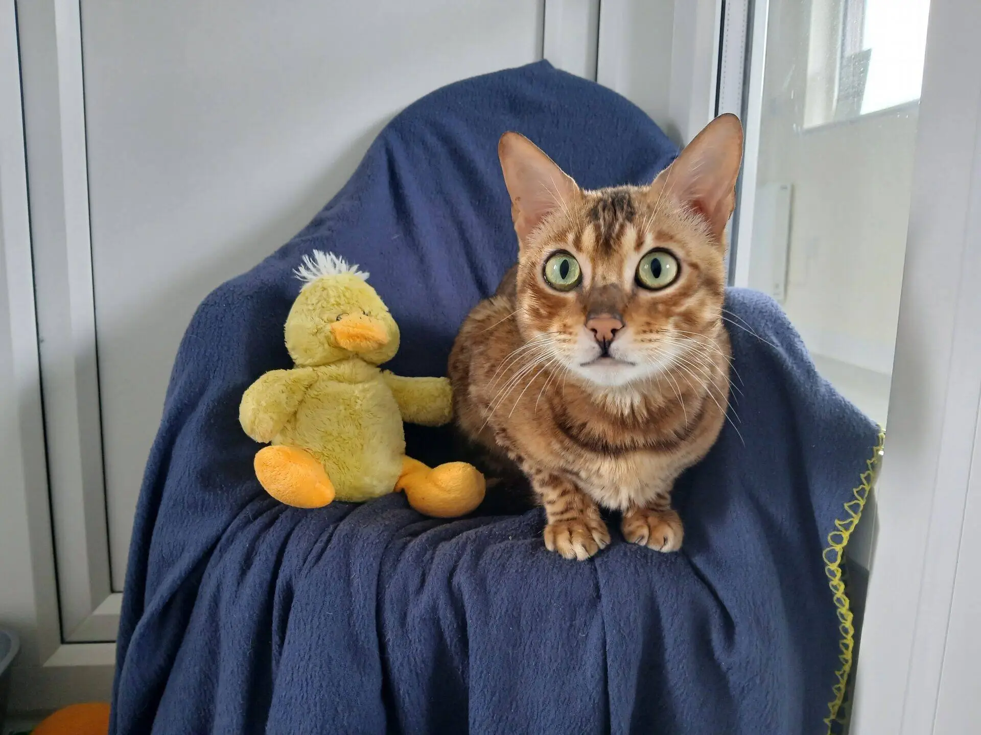 A Bengal cat with green eyes sits on a navy blanket-covered chair next to a yellow plush duck toy. The scene is indoors, near a window.
