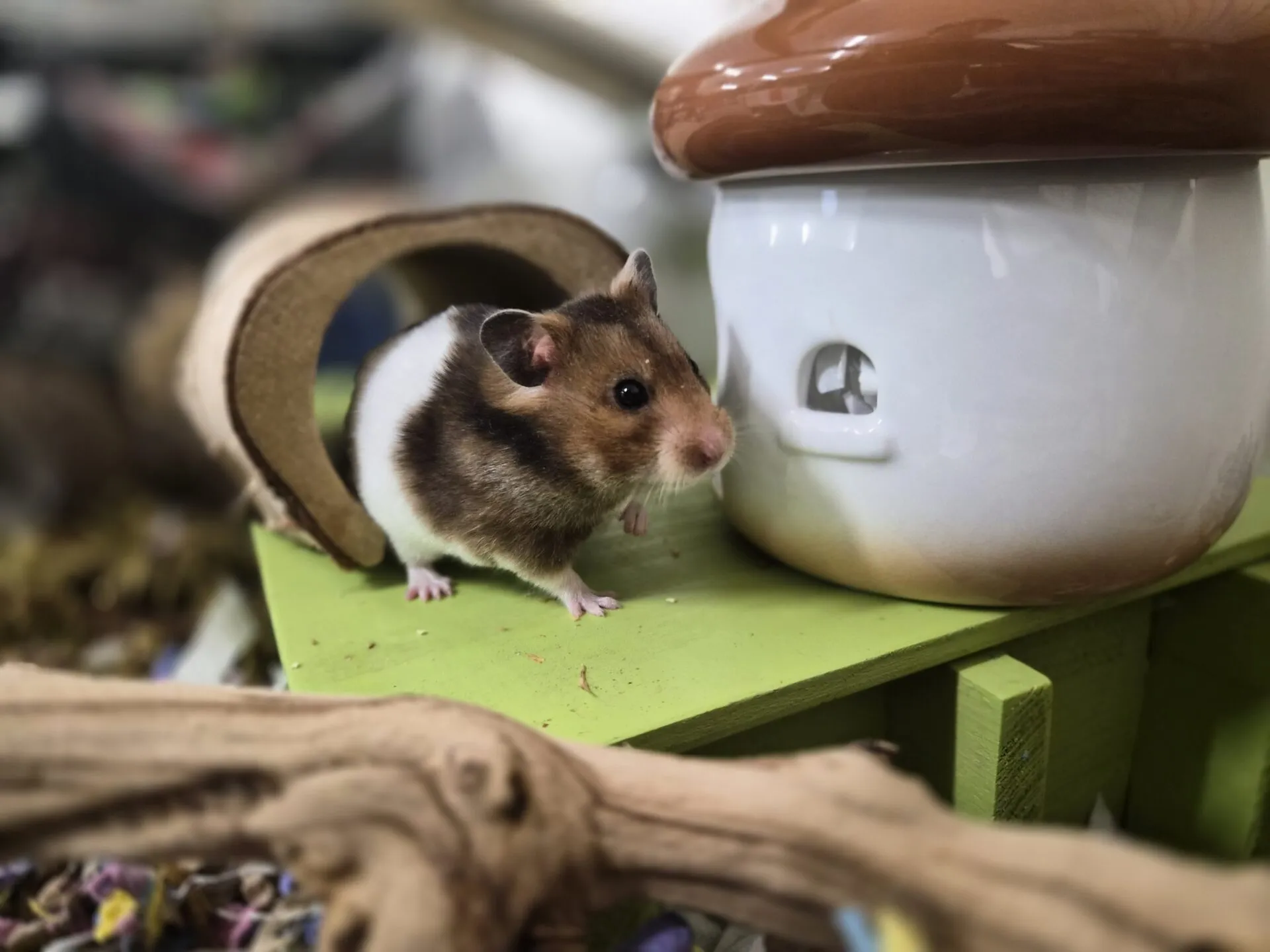 A brown and white hamster stands on a green surface next to a ceramic mushroom-shaped house and a small tunnel, with twigs and bedding scattered about.