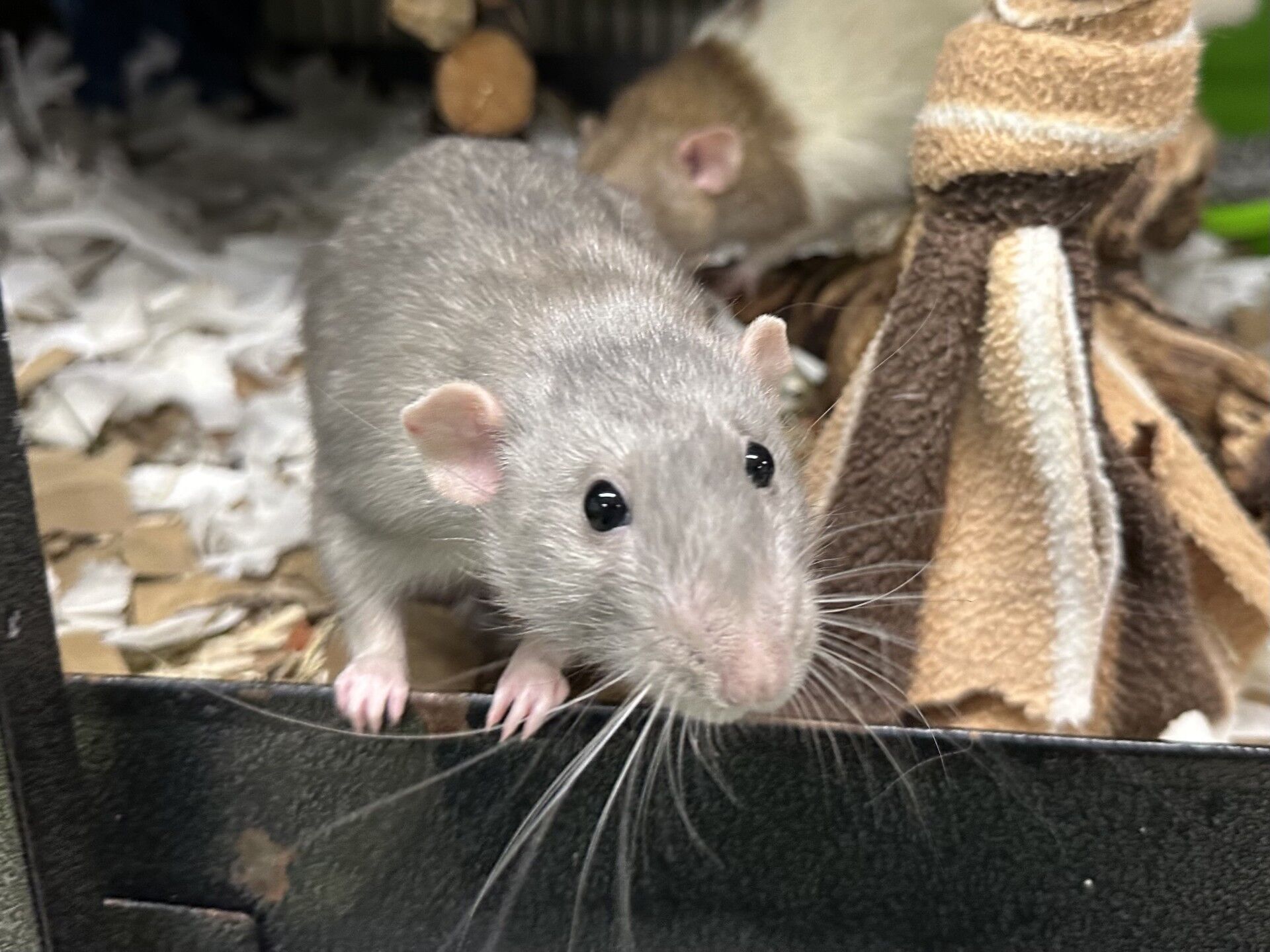 A grey rat with dark eyes and long whiskers stands at the edge of its enclosure, looking at the camera. Another rat and various cage items, including shredded paper bedding and fabric, are in the background.