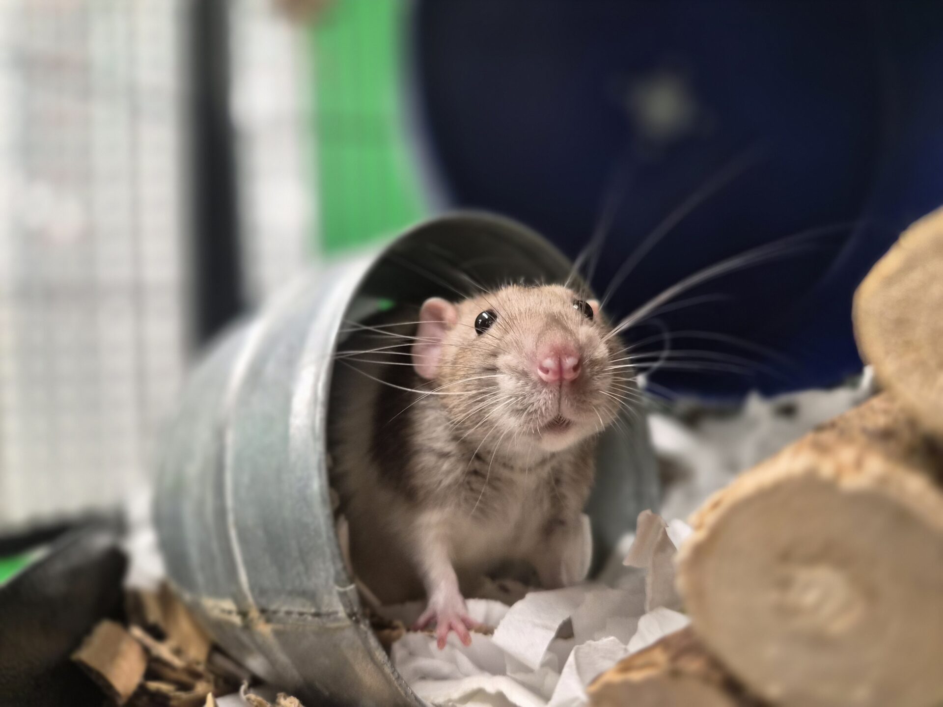 A curious brown and white rat peeks out from a metal tunnel surrounded by shredded paper and wooden logs in its enclosure.